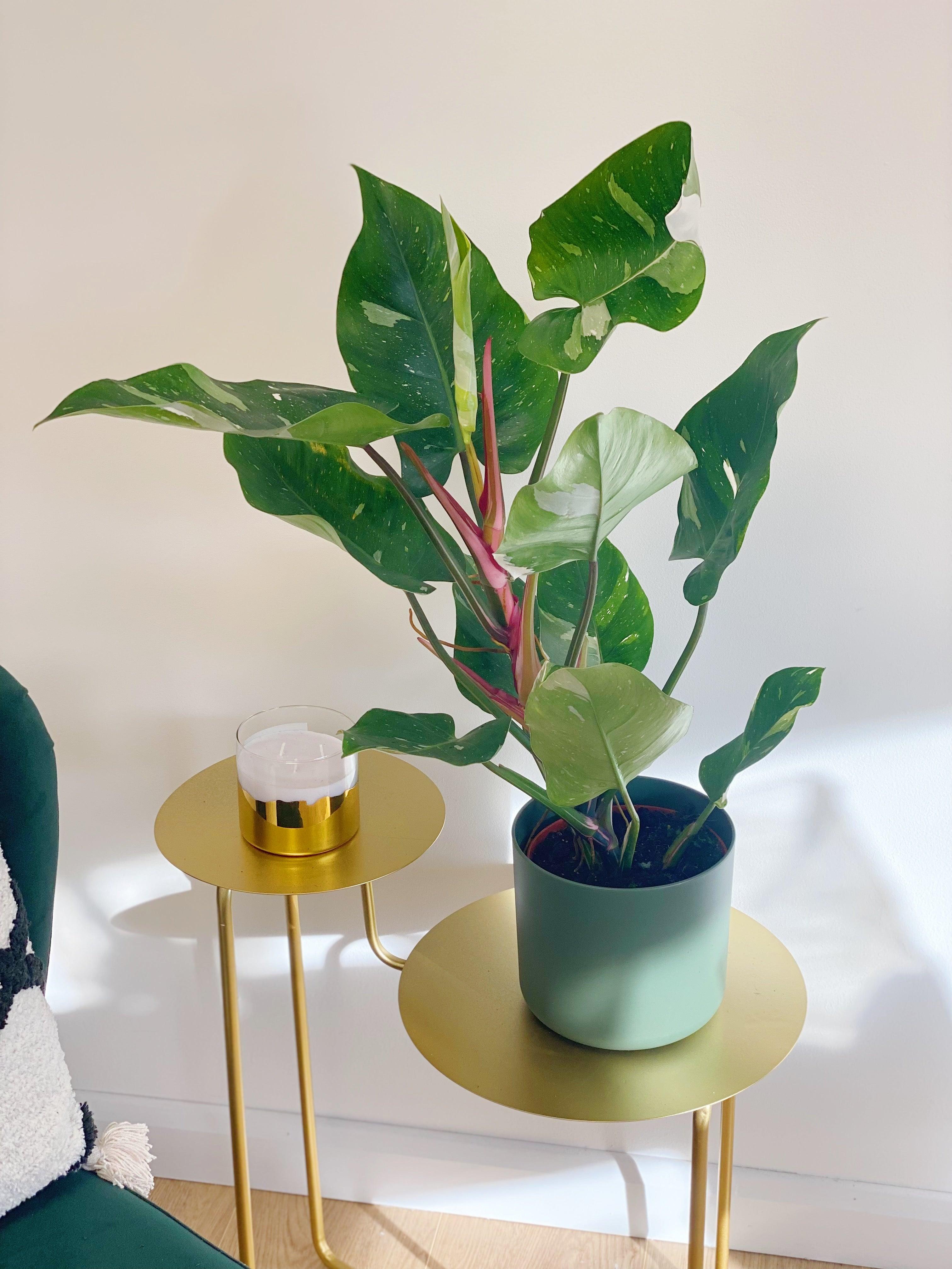 Philodendron White Princess - Image 8