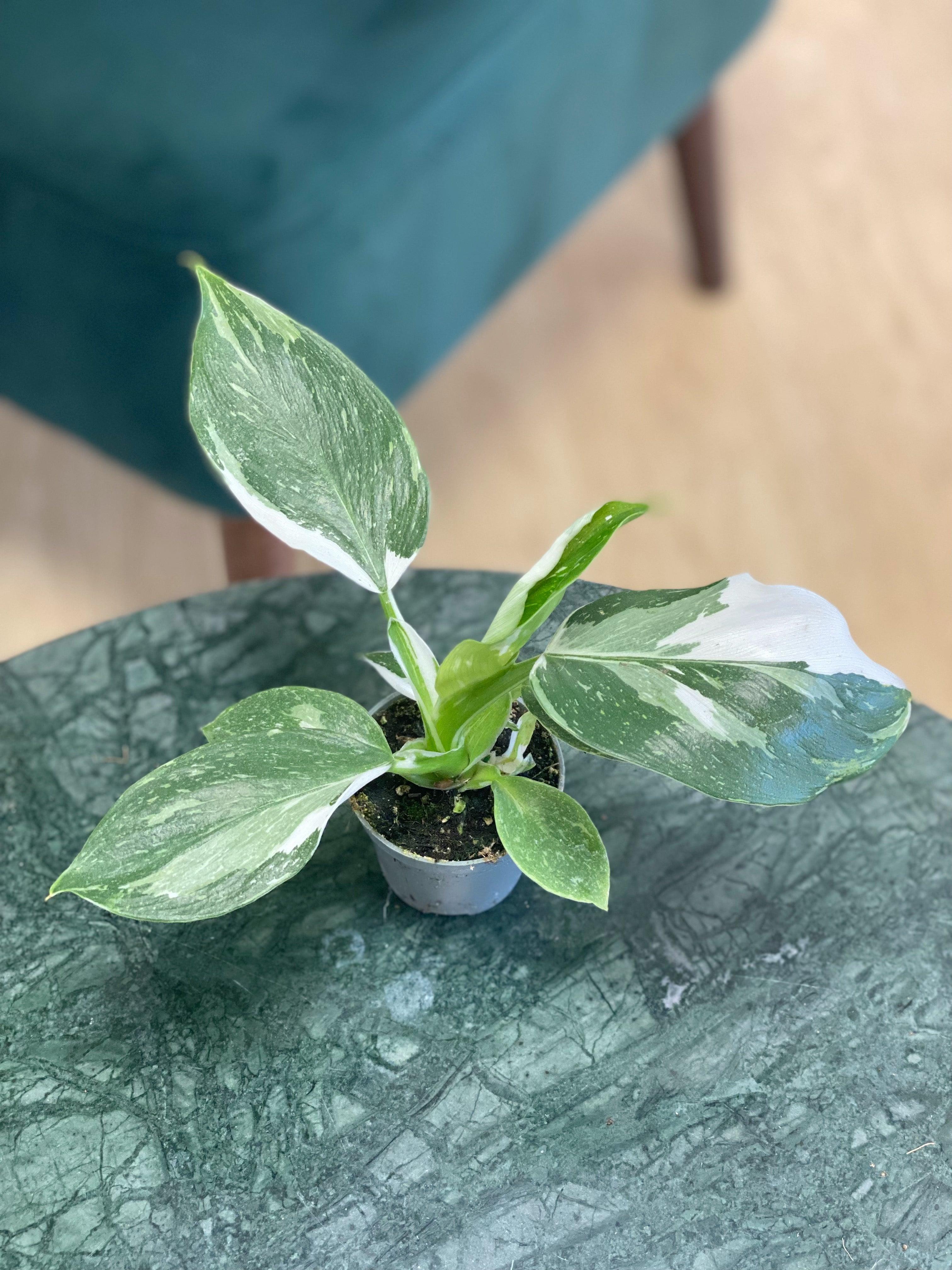 Philodendron White Wizard - Image 2