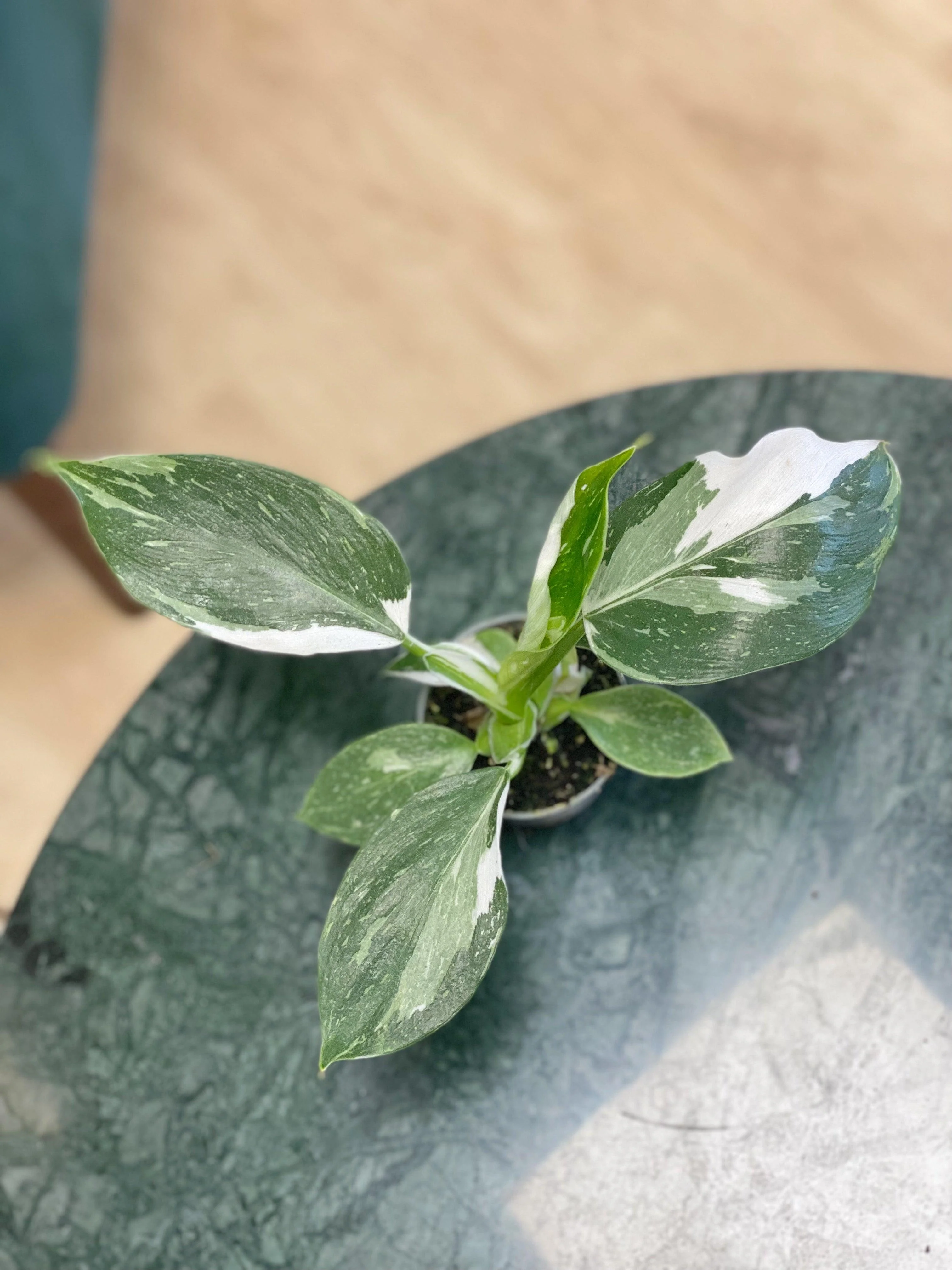 Philodendron White Wizard - Image 3