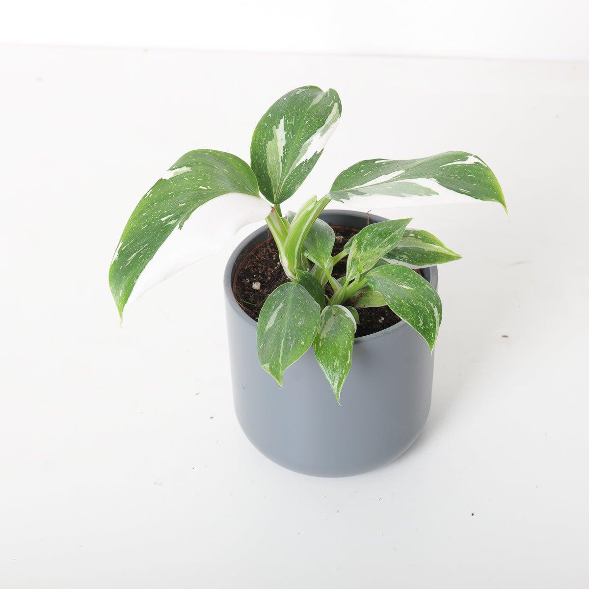 Philodendron White Wizard - Image 4