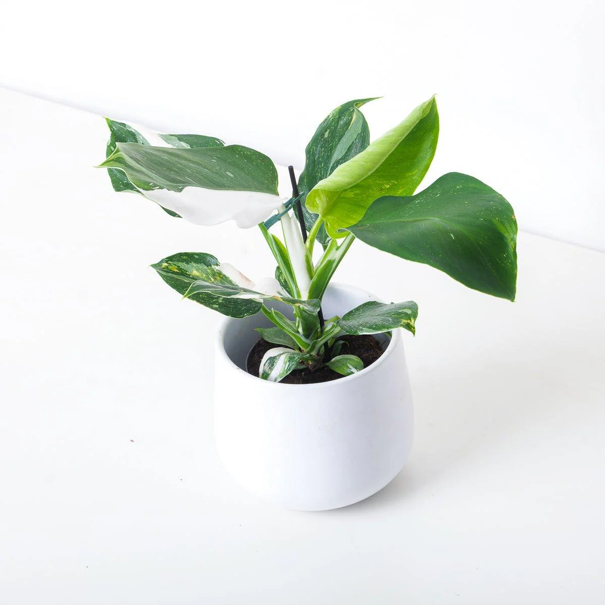 Philodendron White Wizard - Image 5