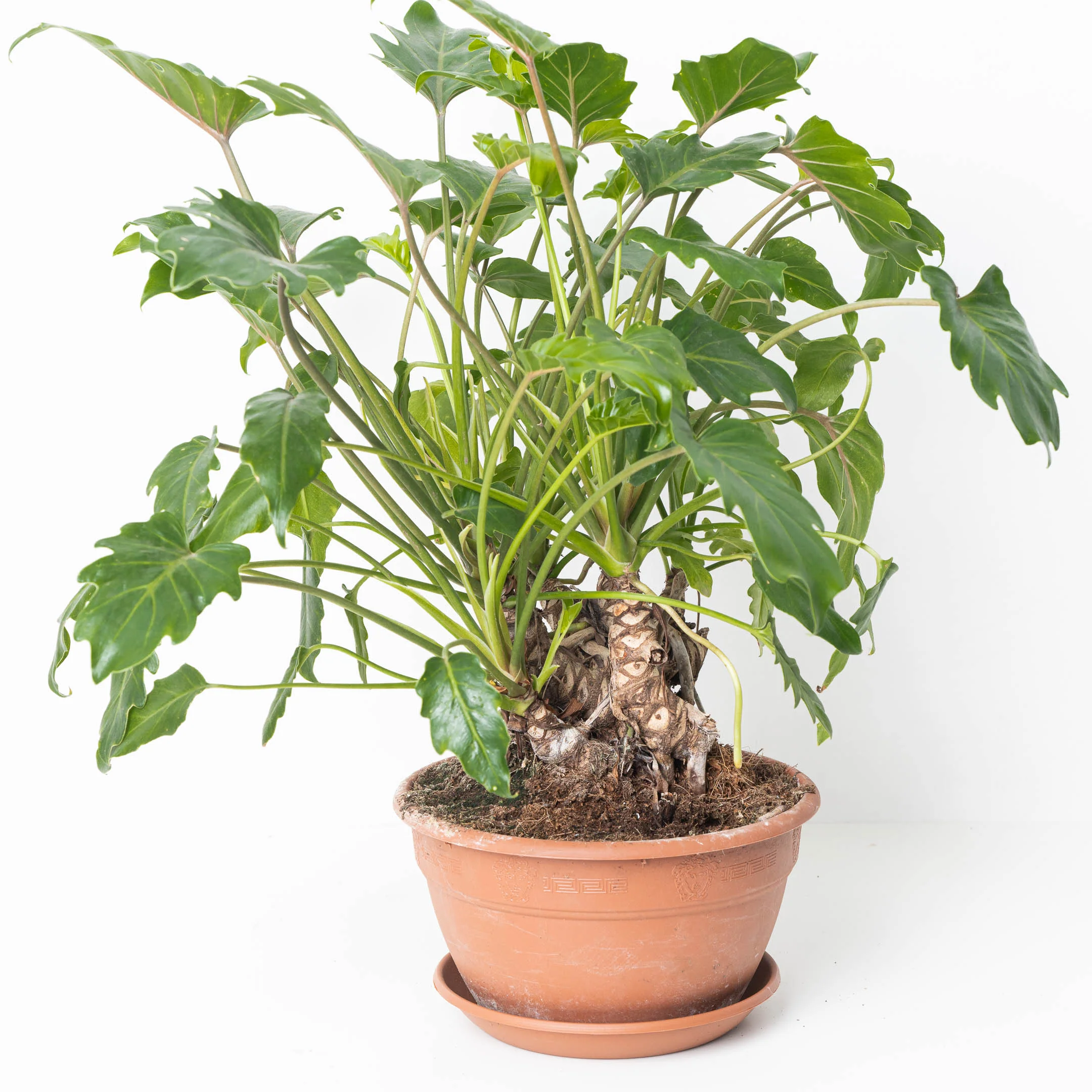 Philodendron Xanadu Bonsai