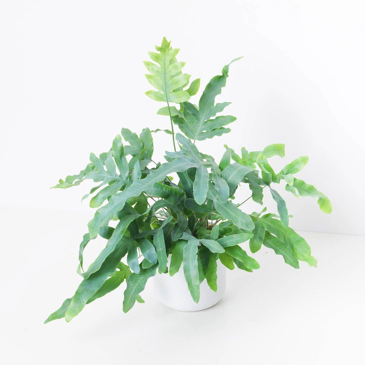 Phlebodium Aureum | Blue Star Fern | House Plant