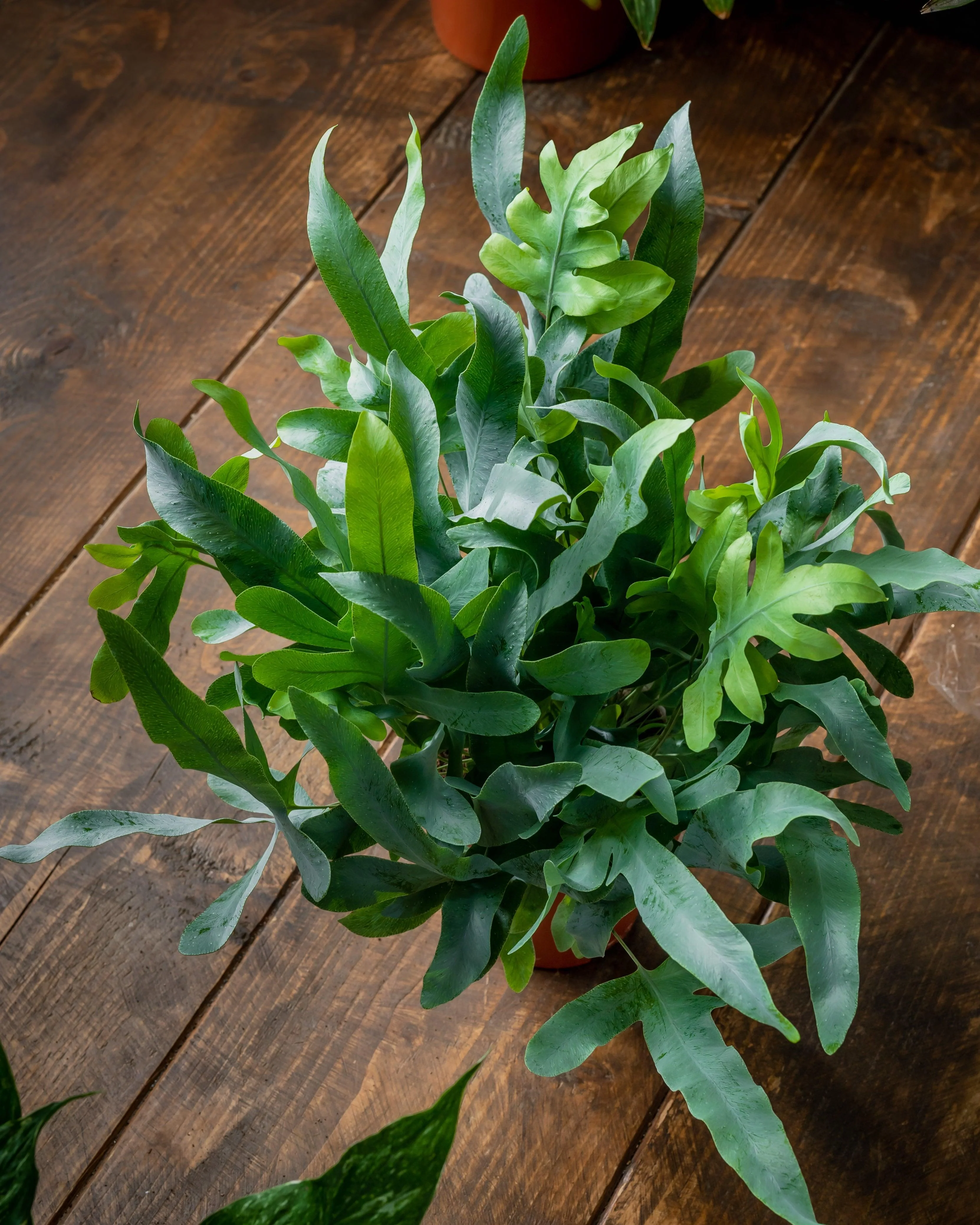 Phlebodium Aureum | Blue Star Fern | House Plant - Image 2