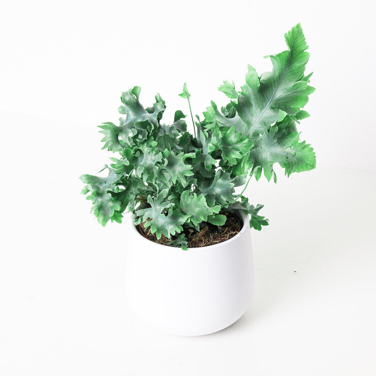 Phlebodium Aureum Davana | Blue Star Fern