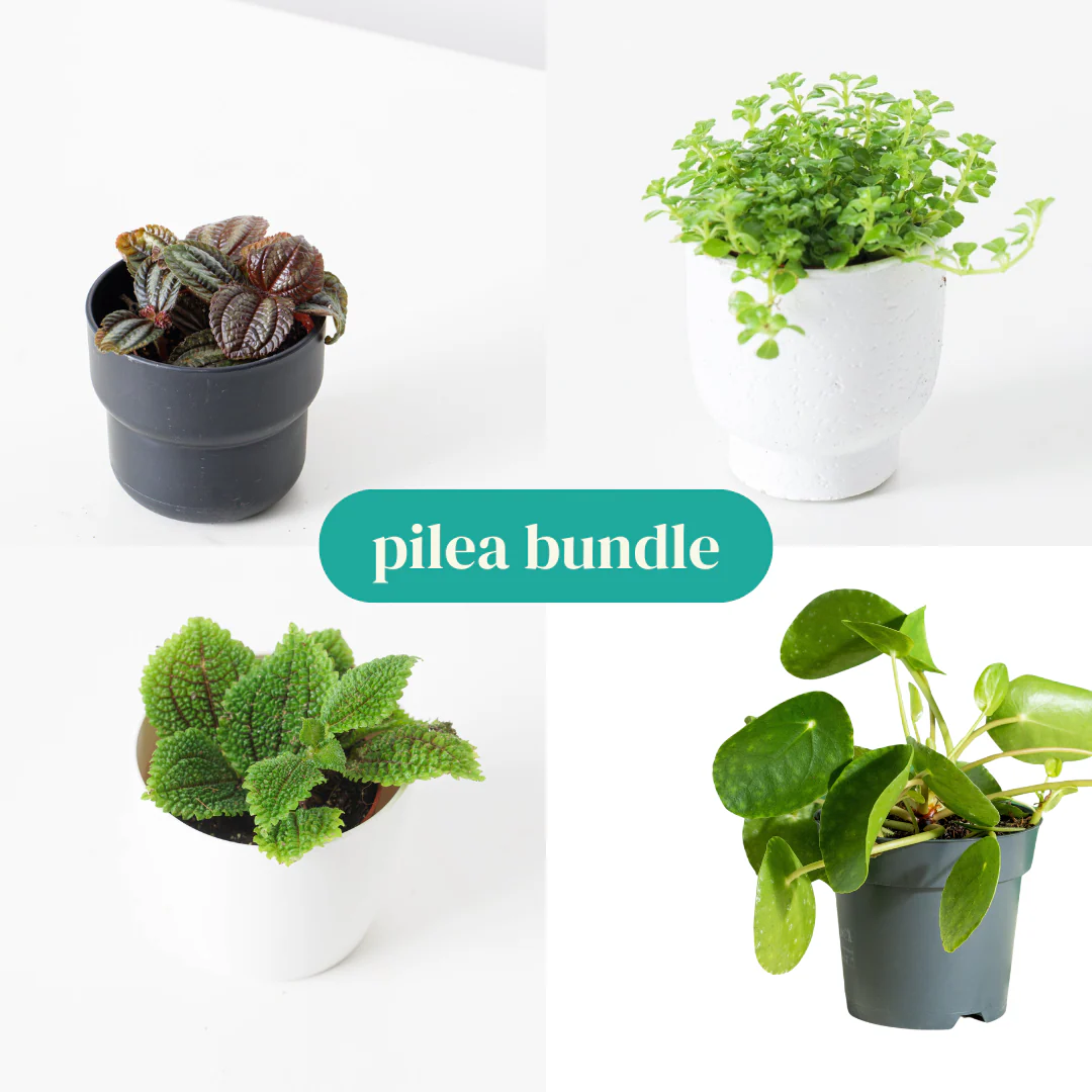 Pilea Bundle