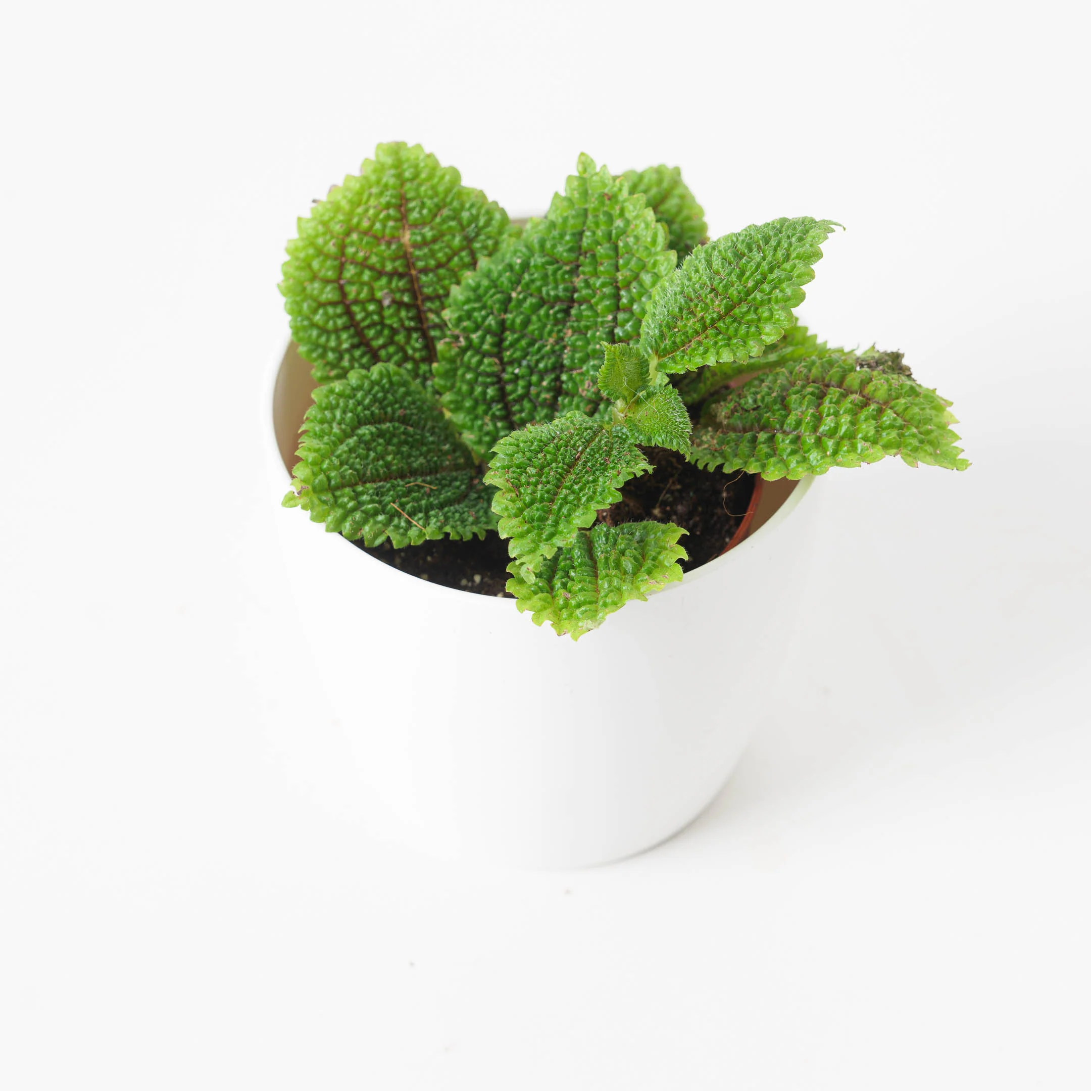 Pilea Bundle - Image 2