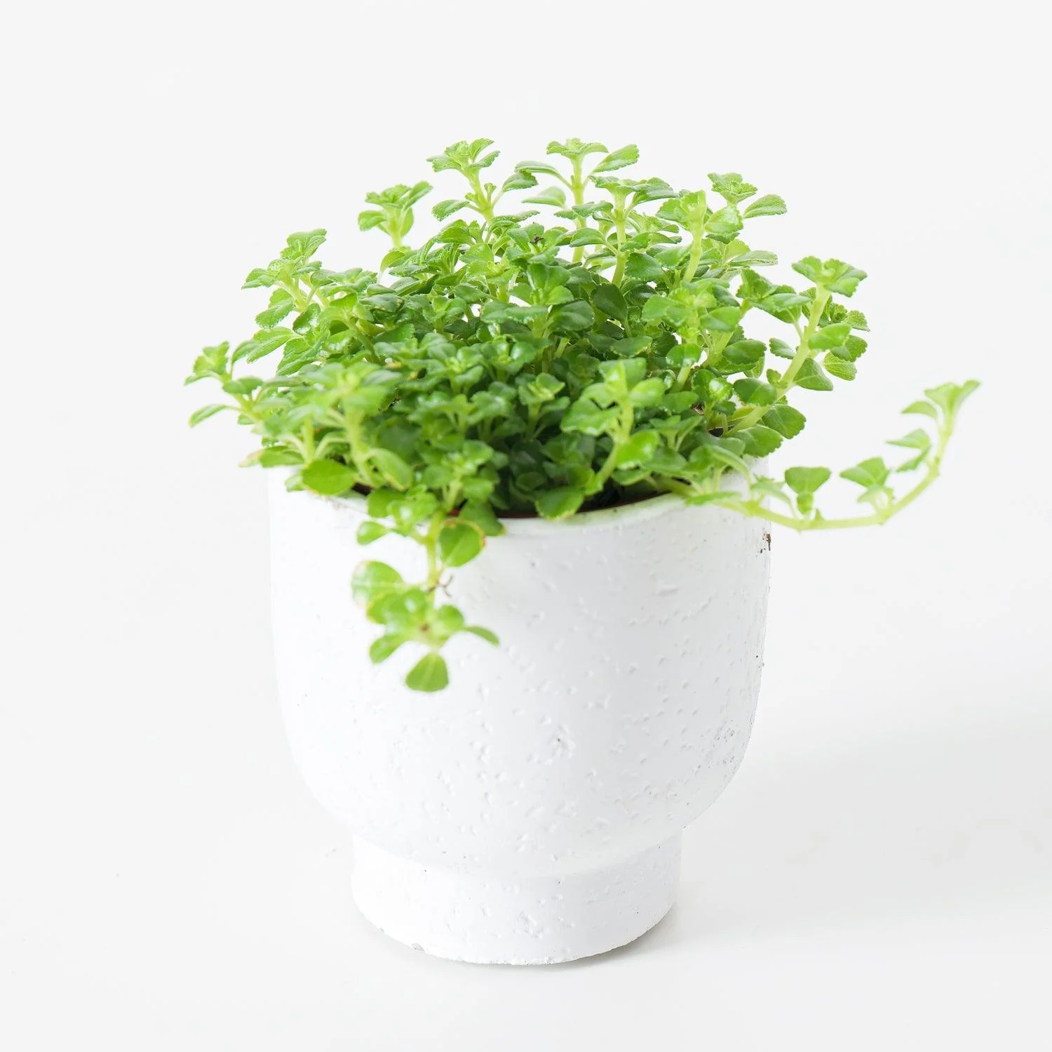 Pilea Bundle - Image 3