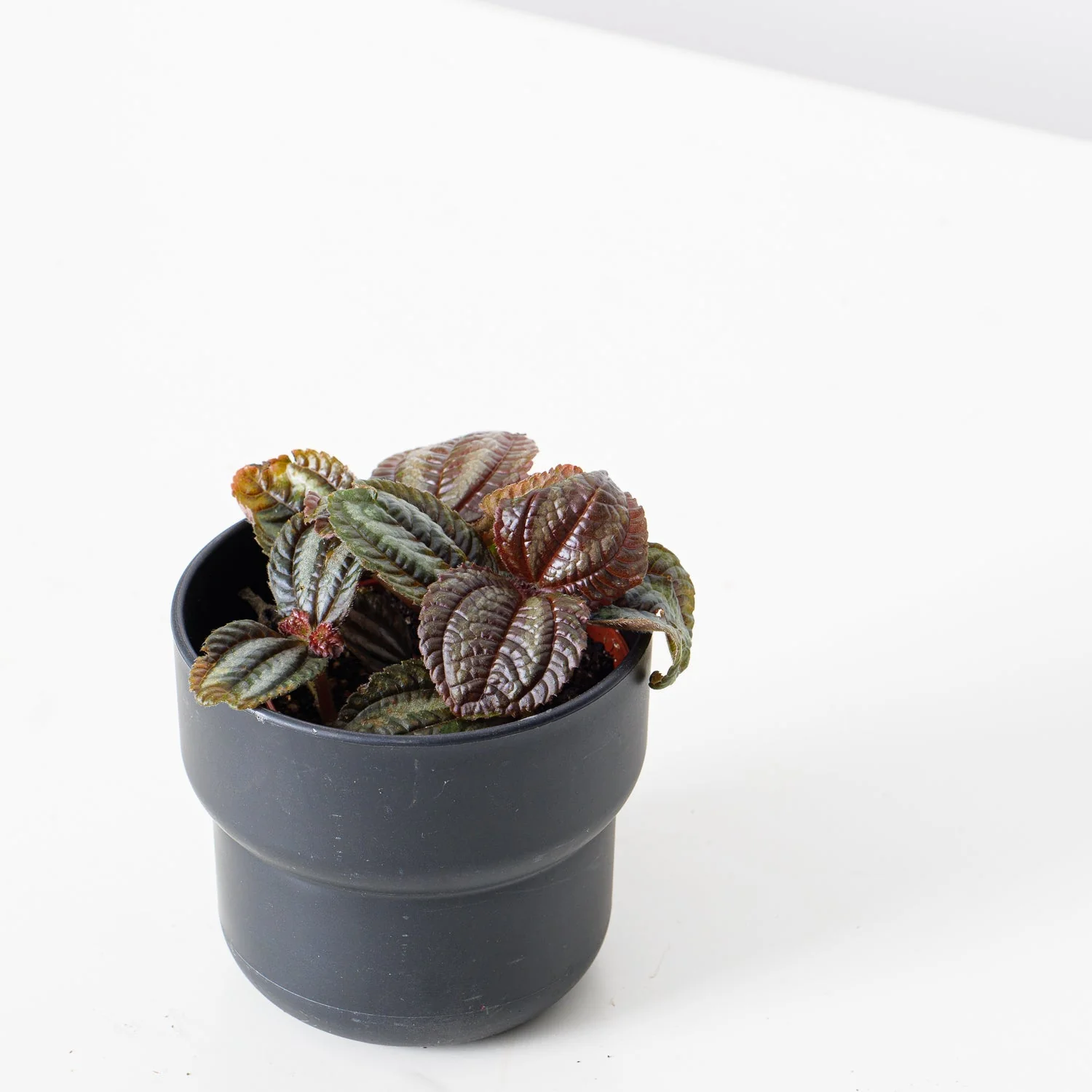 Pilea Bundle - Image 4
