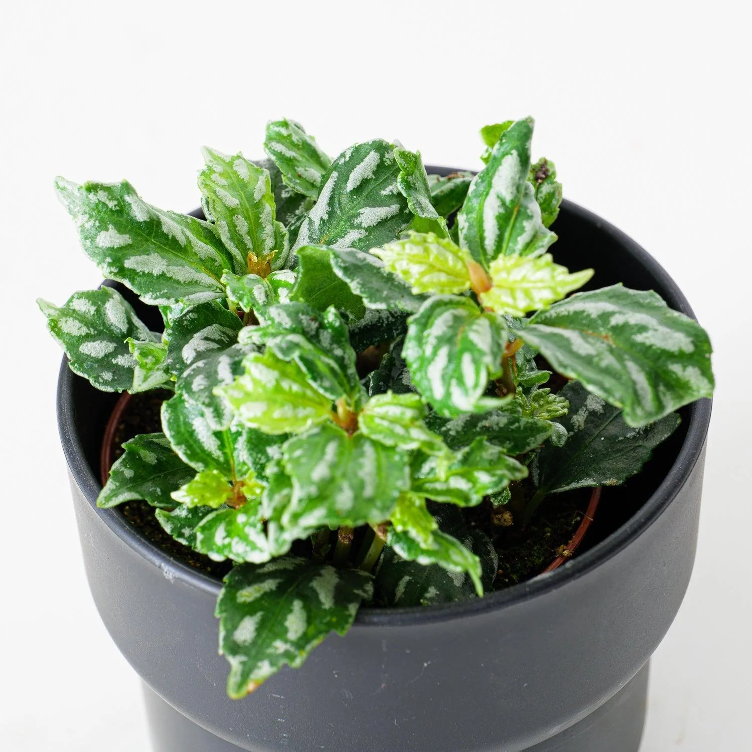 Pilea Cadierei | Aluminum Plant - Image 3