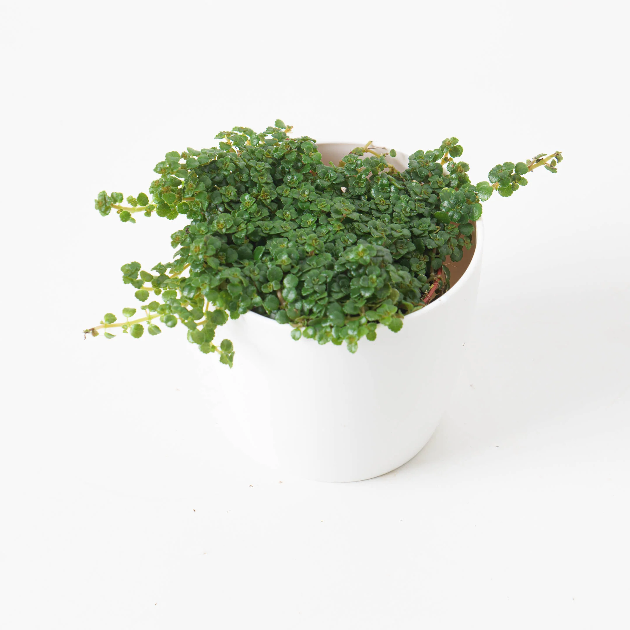 Pilea depressa - Image 2