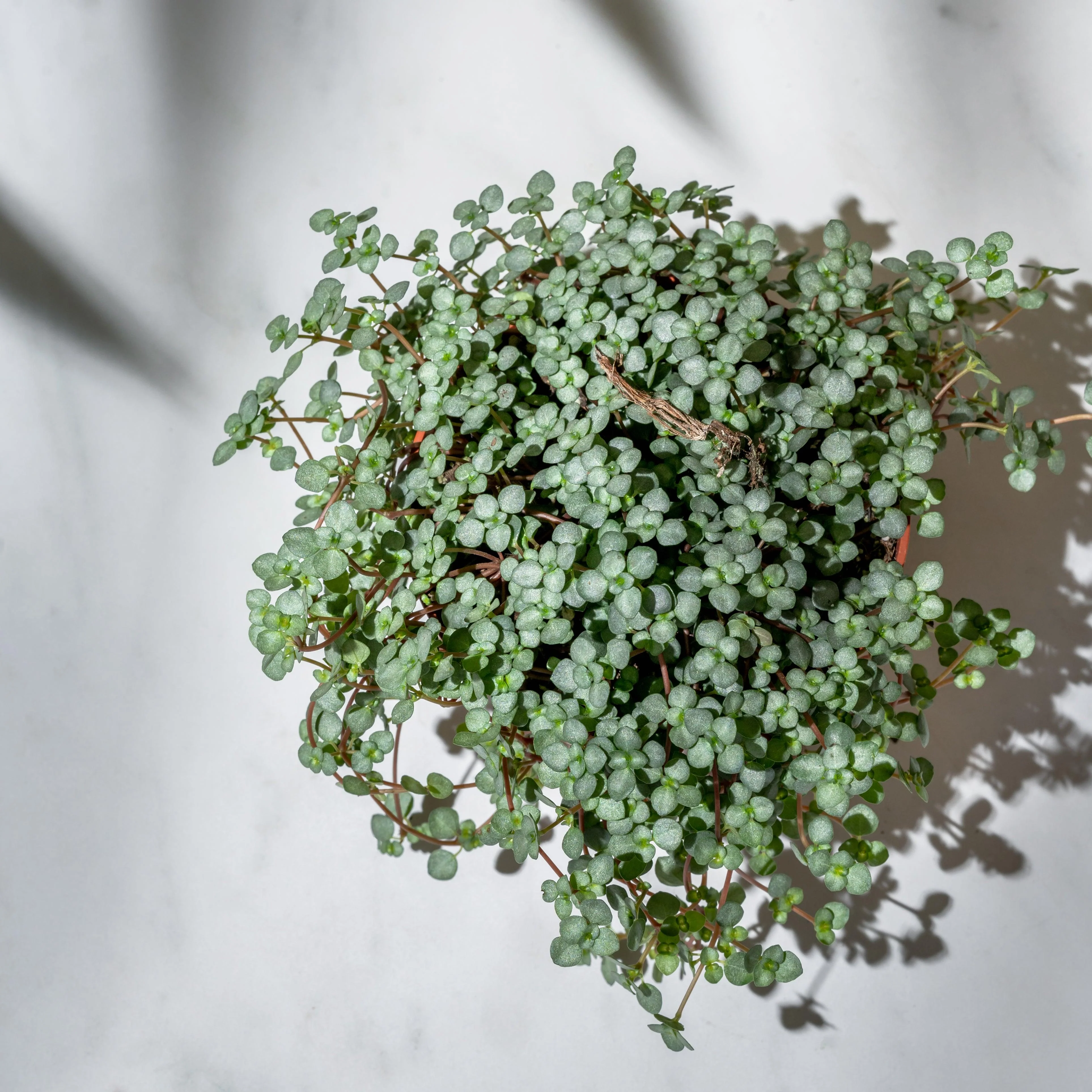 Pilea Glaucophylla Greyzy