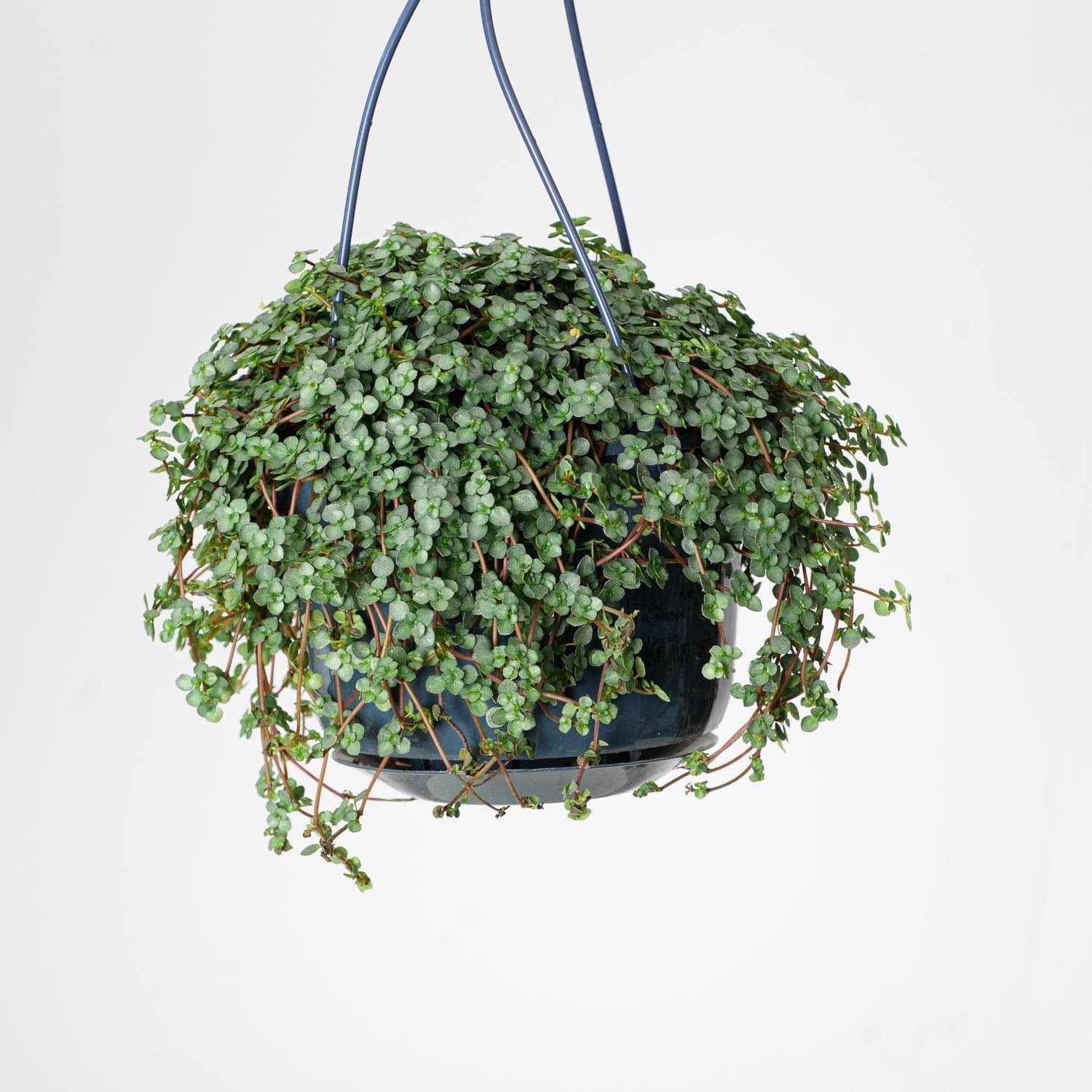 Pilea Glaucophylla Greyzy - Image 2