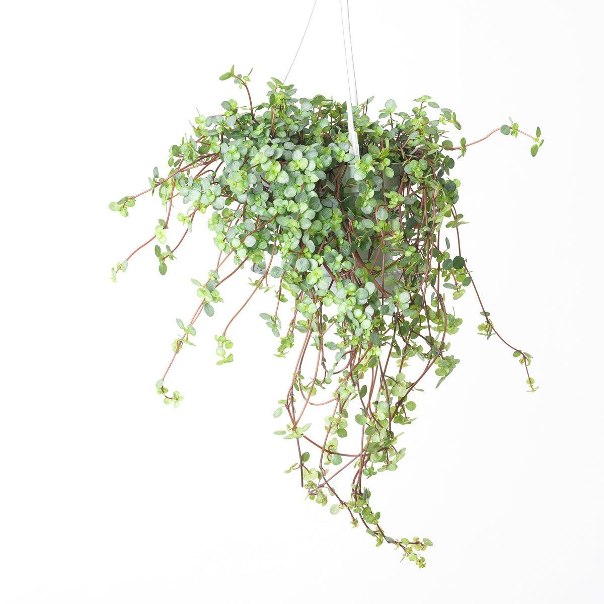 Pilea Glaucophylla Greyzy - Image 3