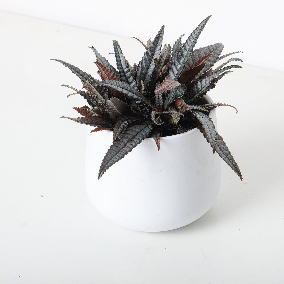 Pilea Hitchcockii