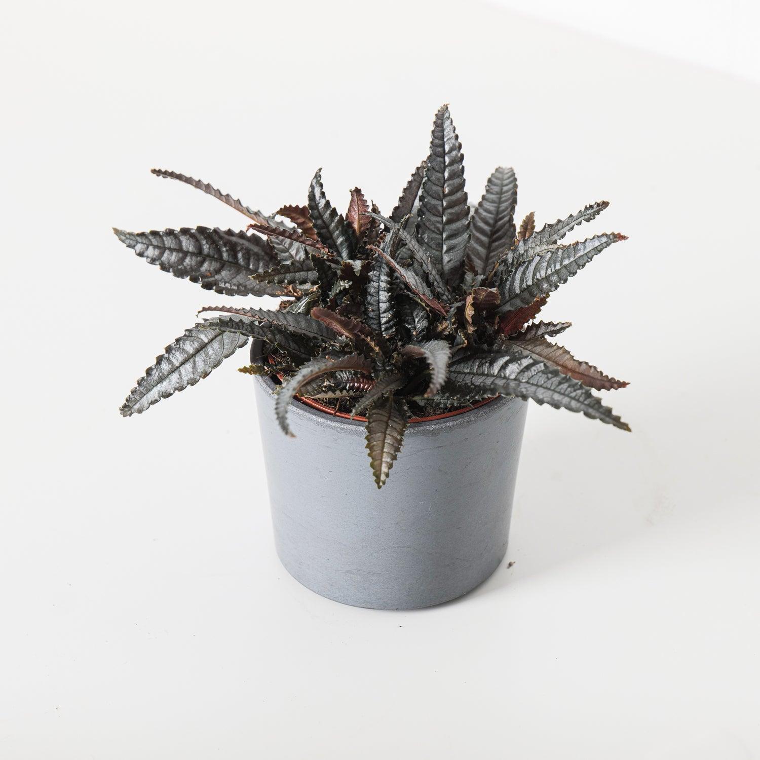 Pilea Hitchcockii - Image 2