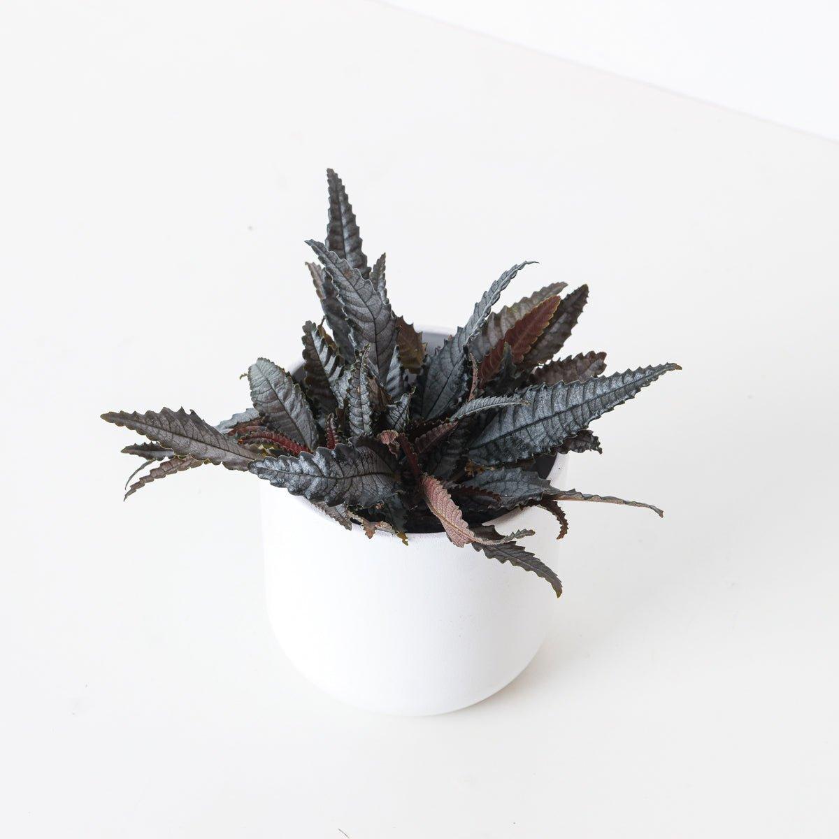 Pilea Hitchcockii - Image 3