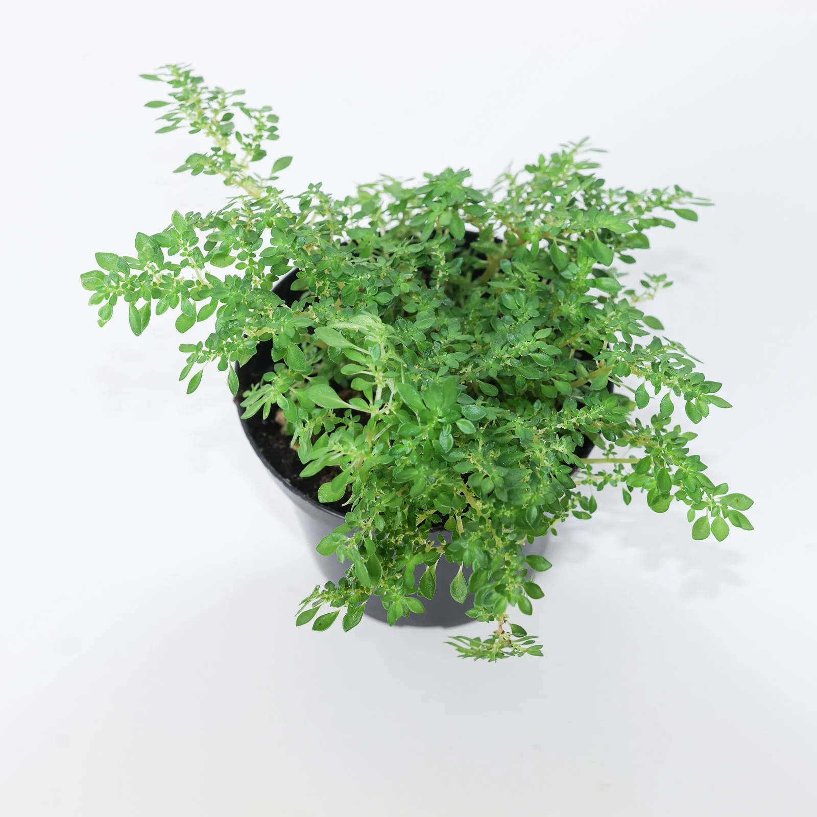 Pilea microphylla