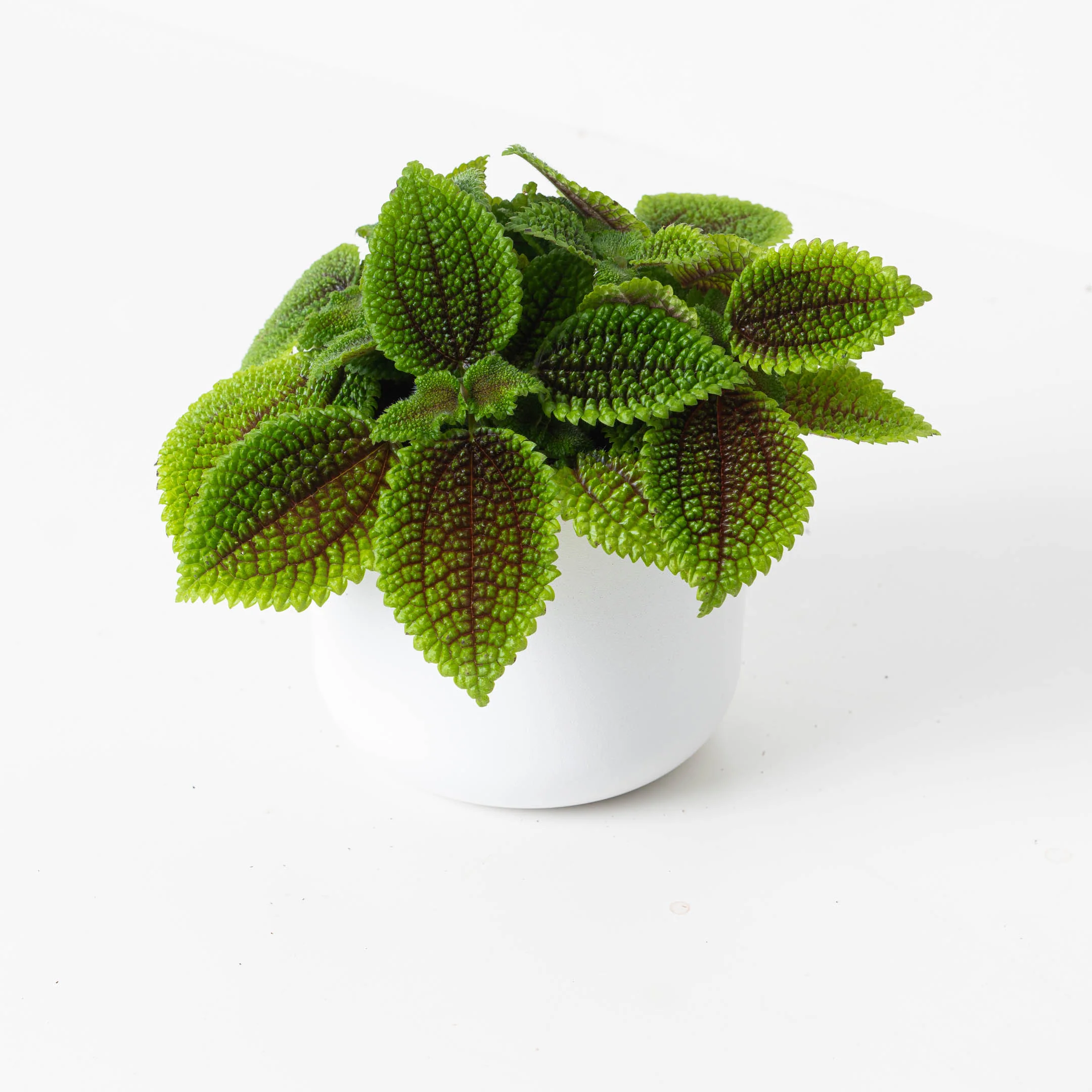 Pilea Moon Valley - Image 8