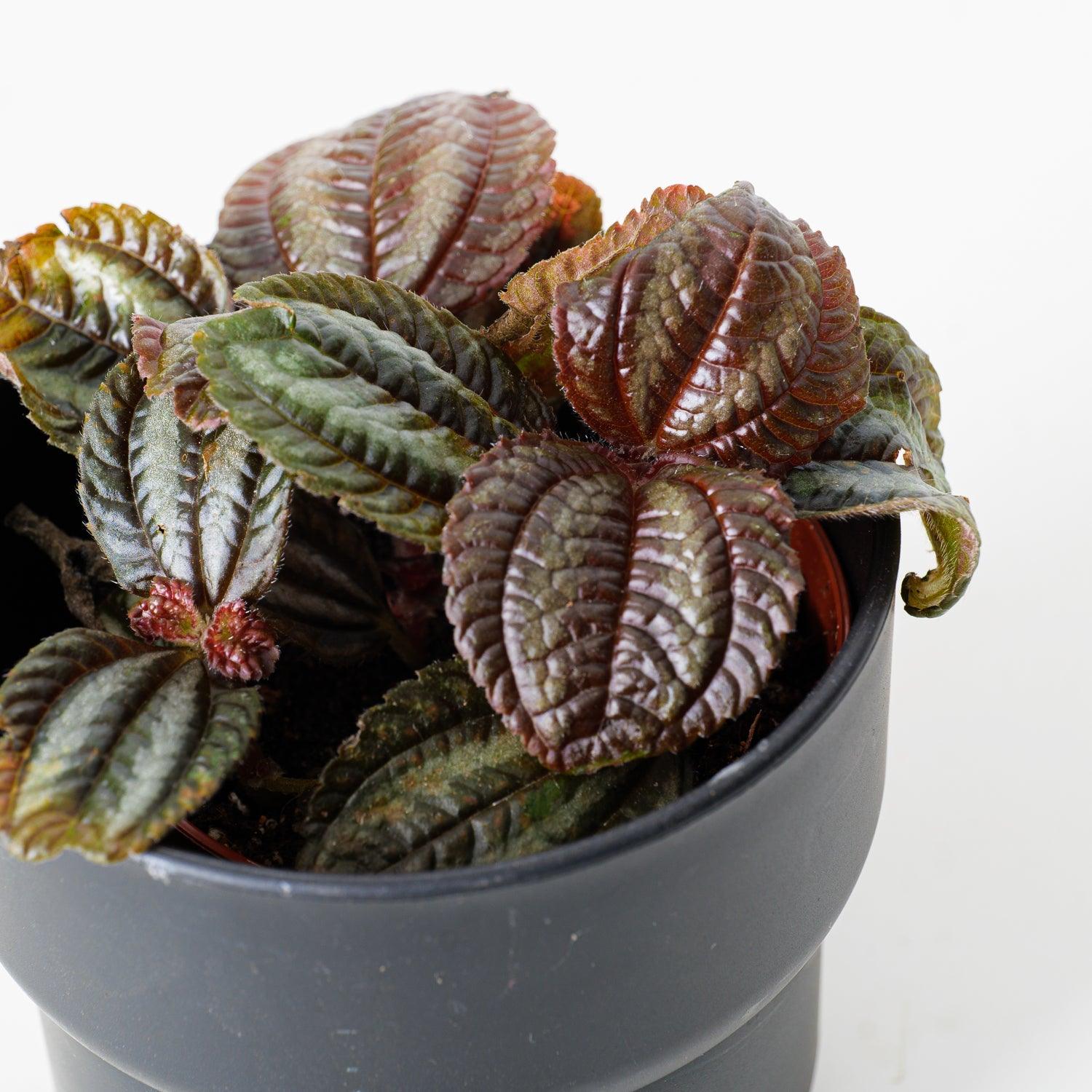 Pilea Norfolk
