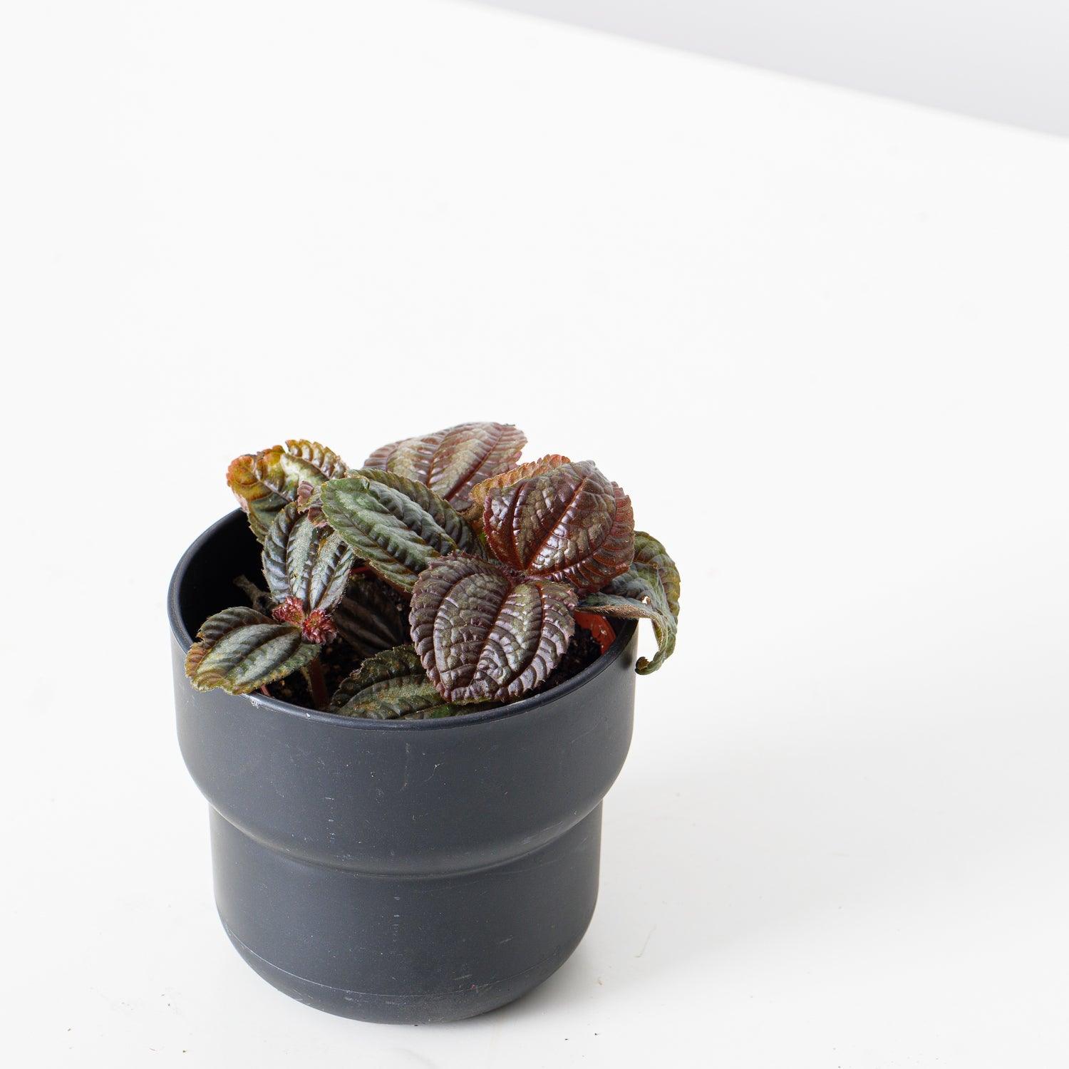 Pilea Norfolk - Image 2