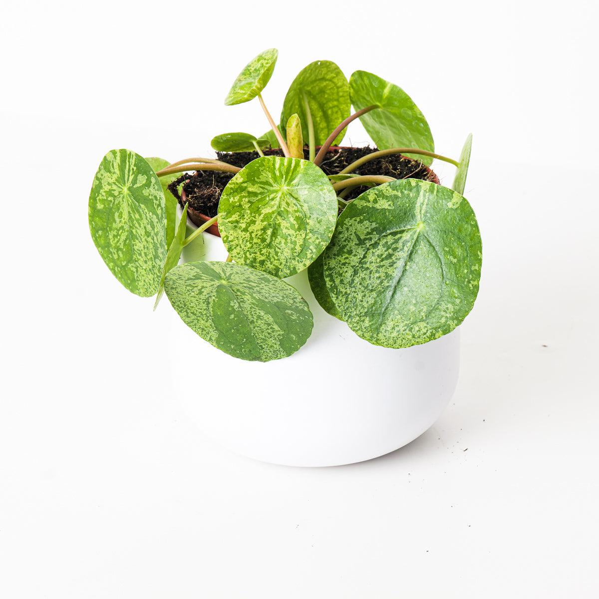 Pilea Peperomioides Mojito | Variegated Chinese Money Plant