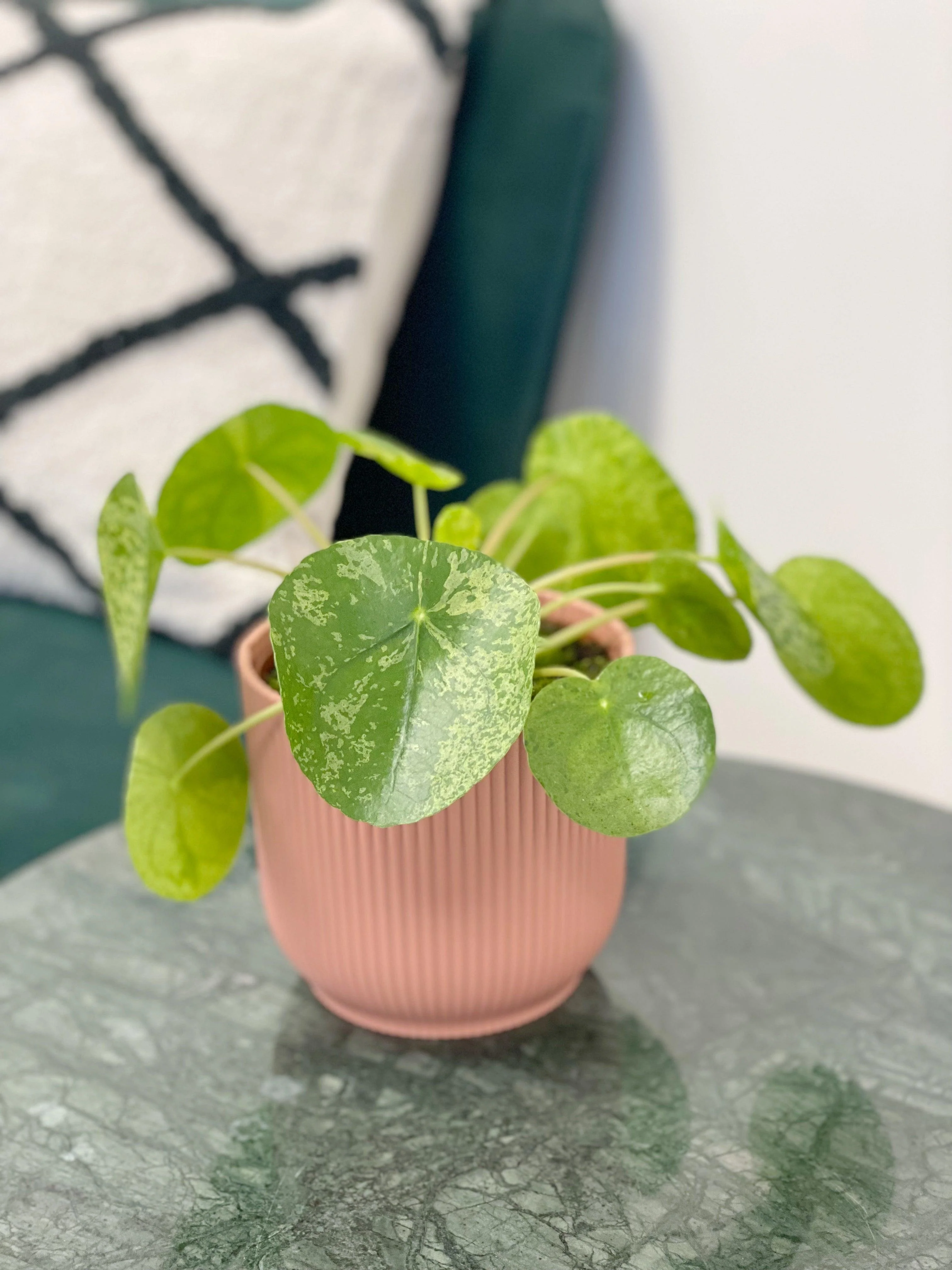 Pilea Peperomioides Mojito | Variegated Chinese Money Plant - Image 2