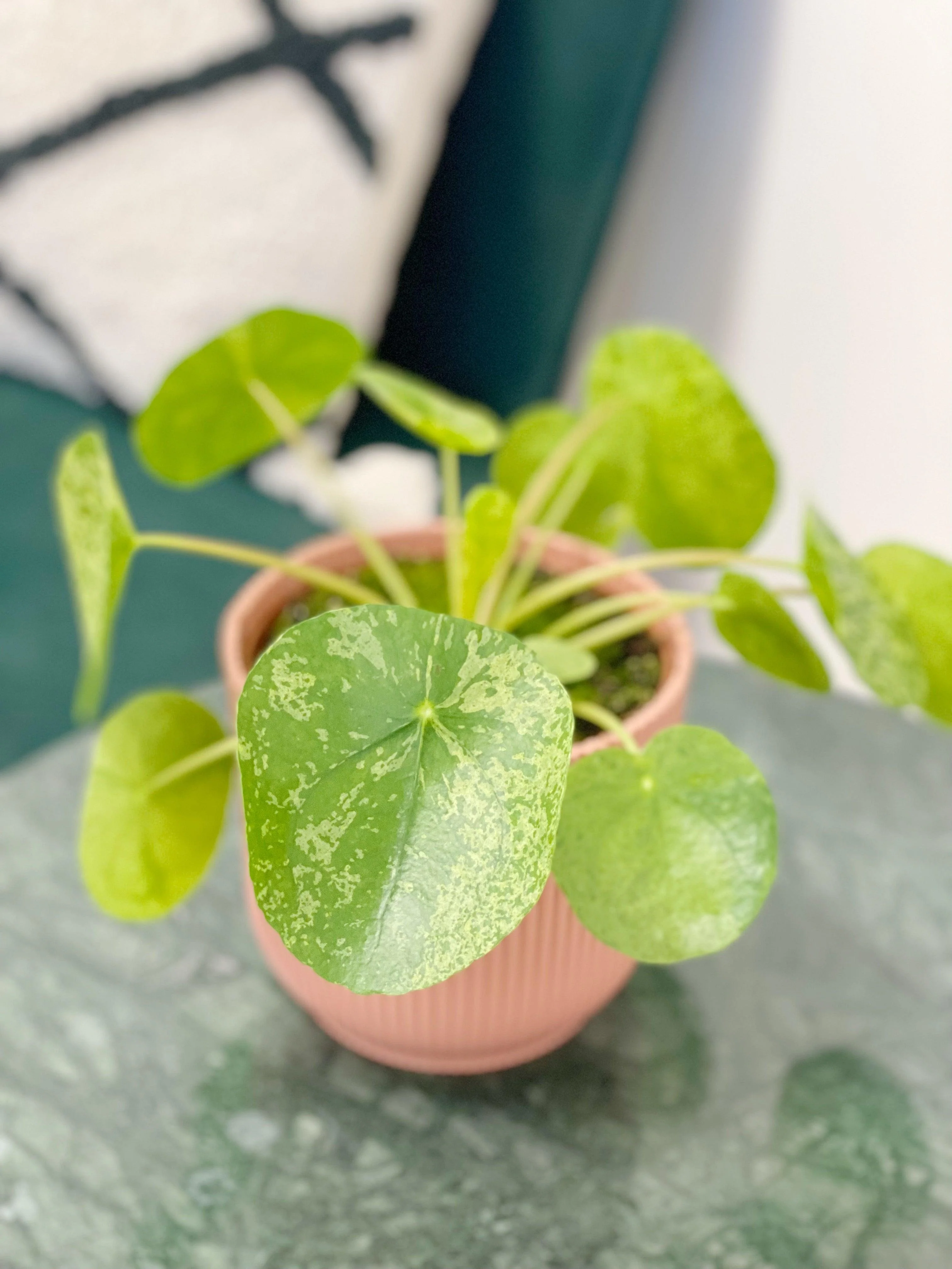 Pilea Peperomioides Mojito | Variegated Chinese Money Plant - Image 3