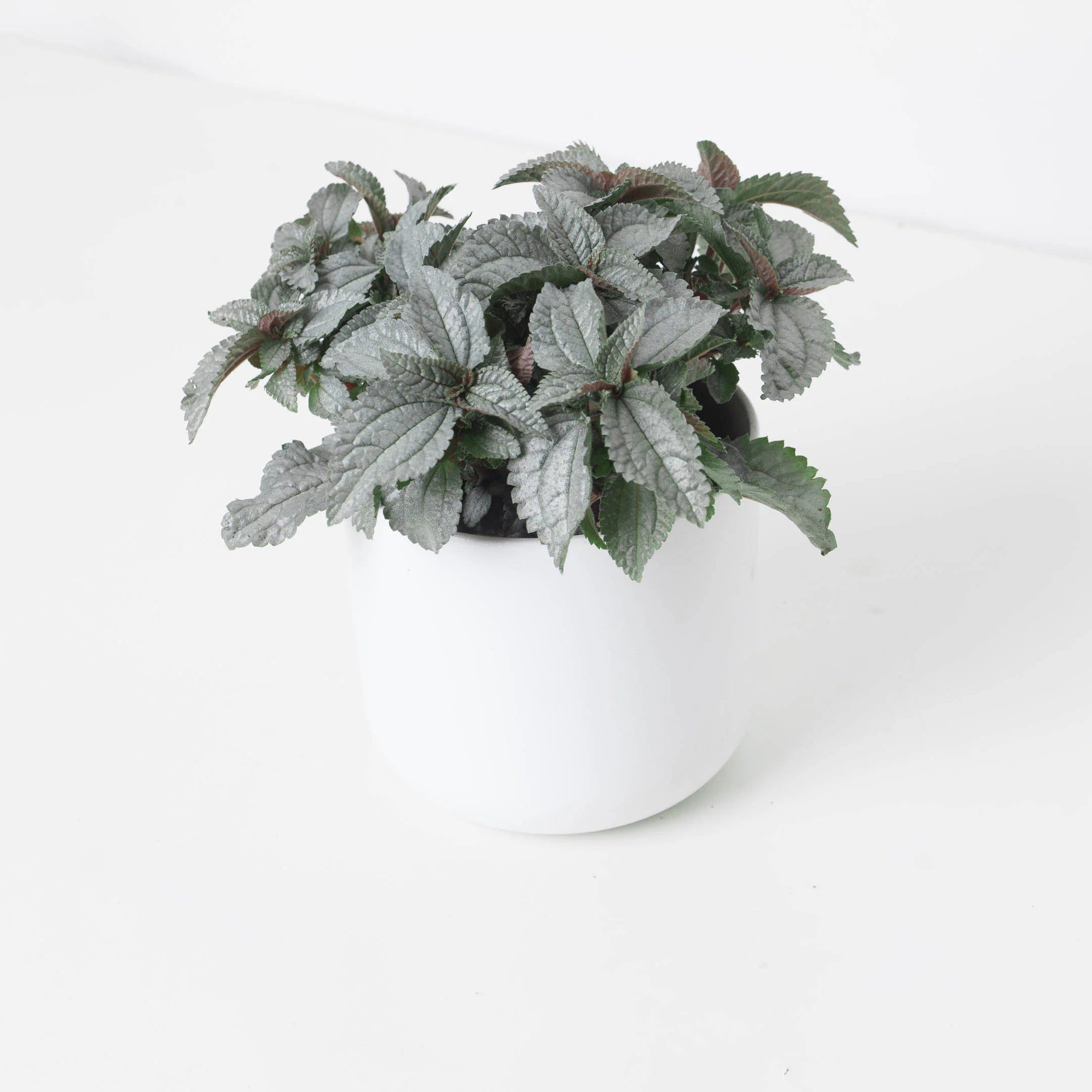 Pilea cadierei 'Ellen Silver'