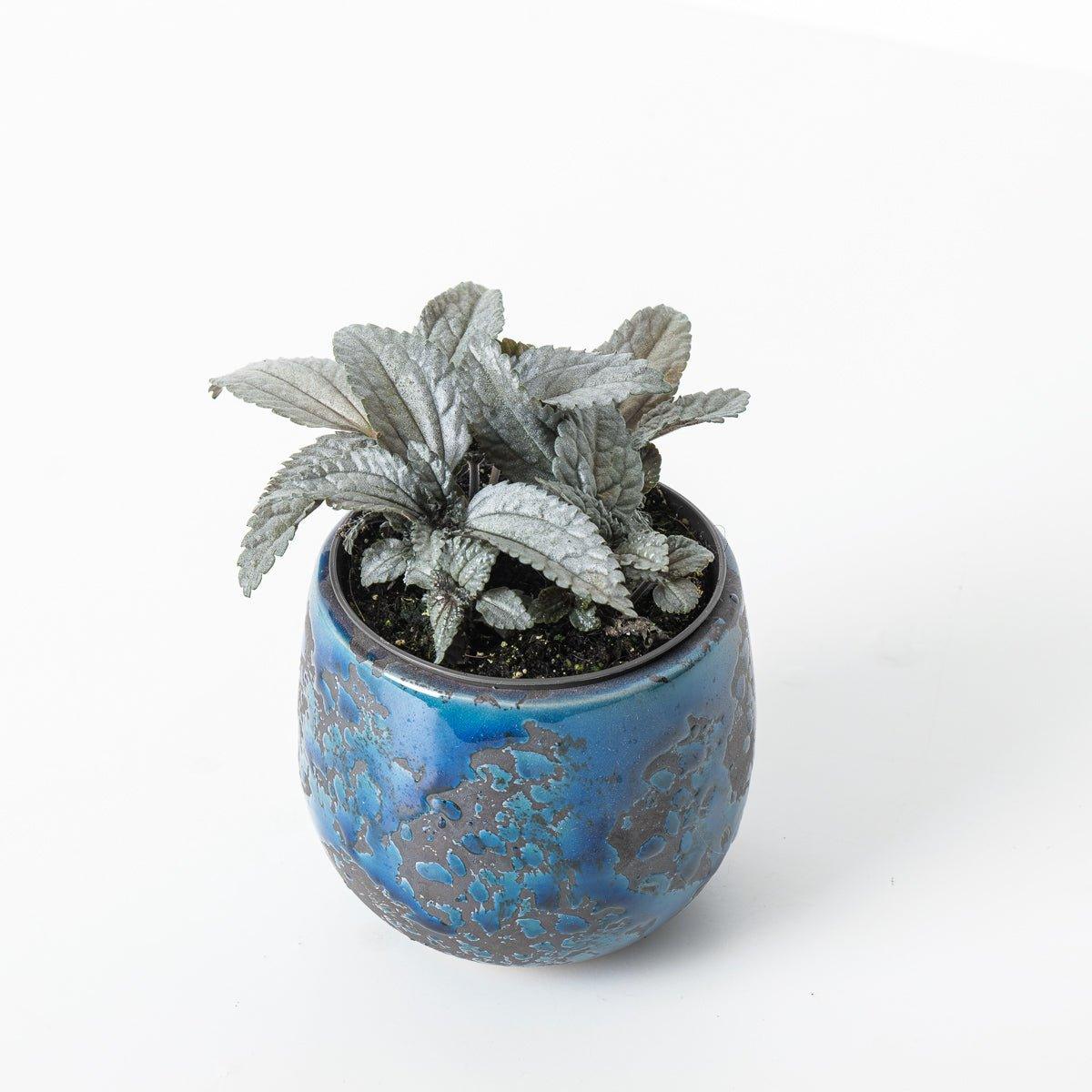 Pilea cadierei 'Ellen Silver' - Image 2
