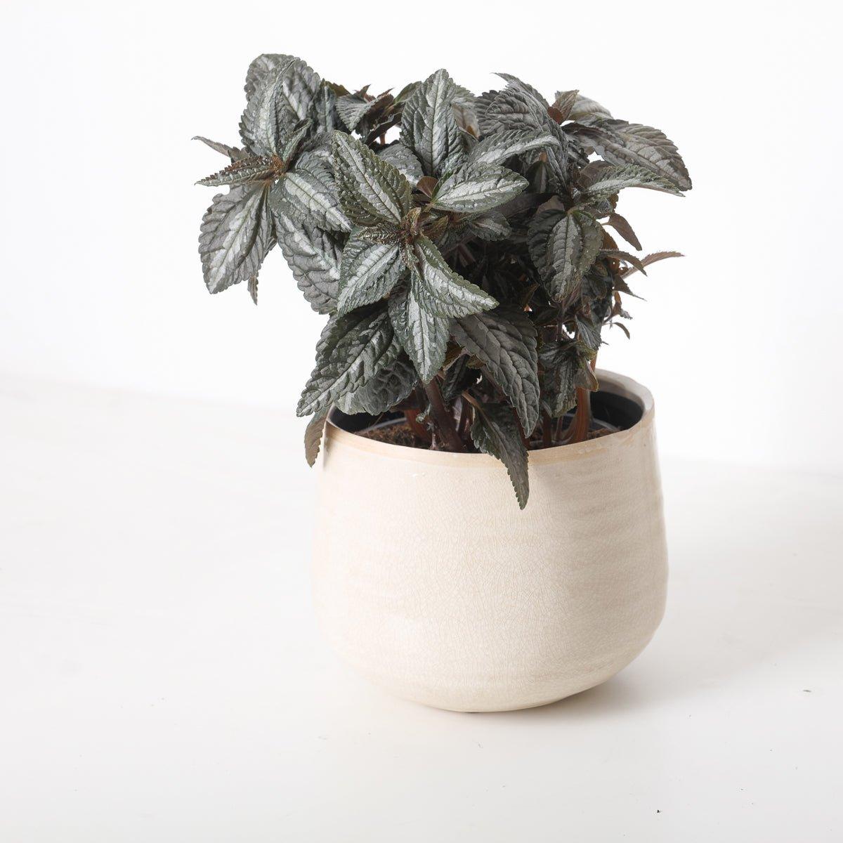 Pilea 'Silver Tree' - Image 2