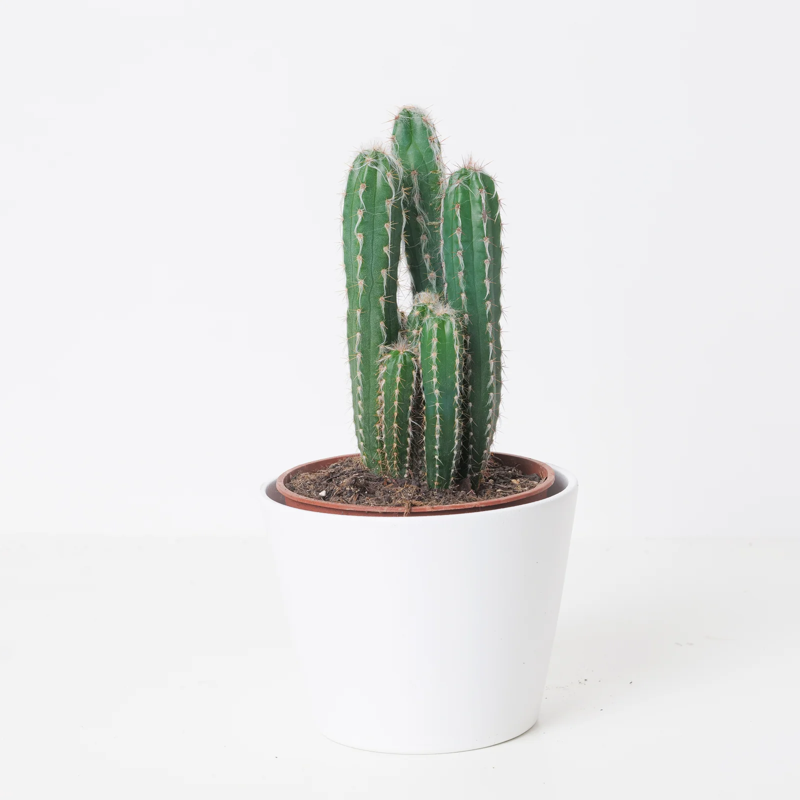 Pilosocereus glaucochrous