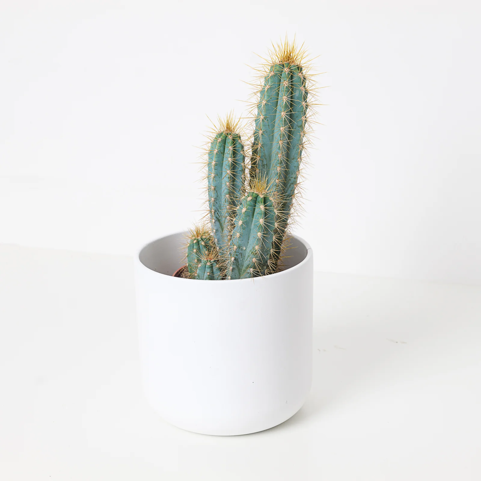 Pilosocereus pachycladus