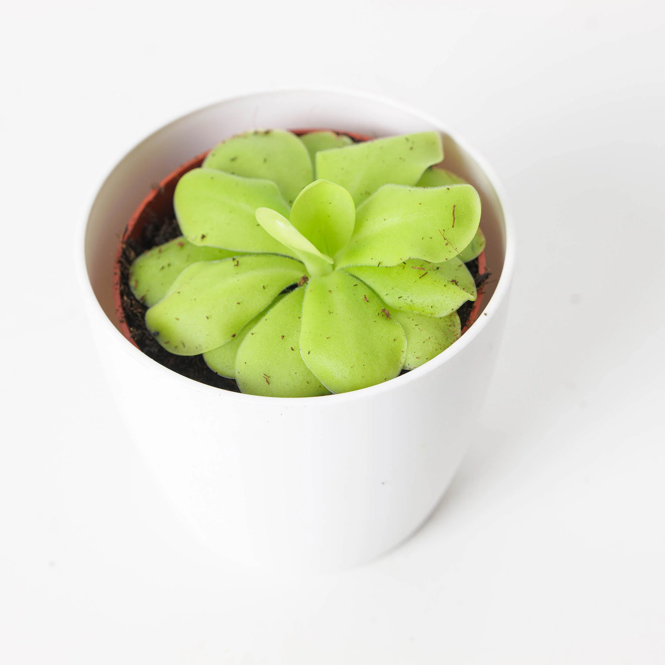 Pinguicula 'Tina'