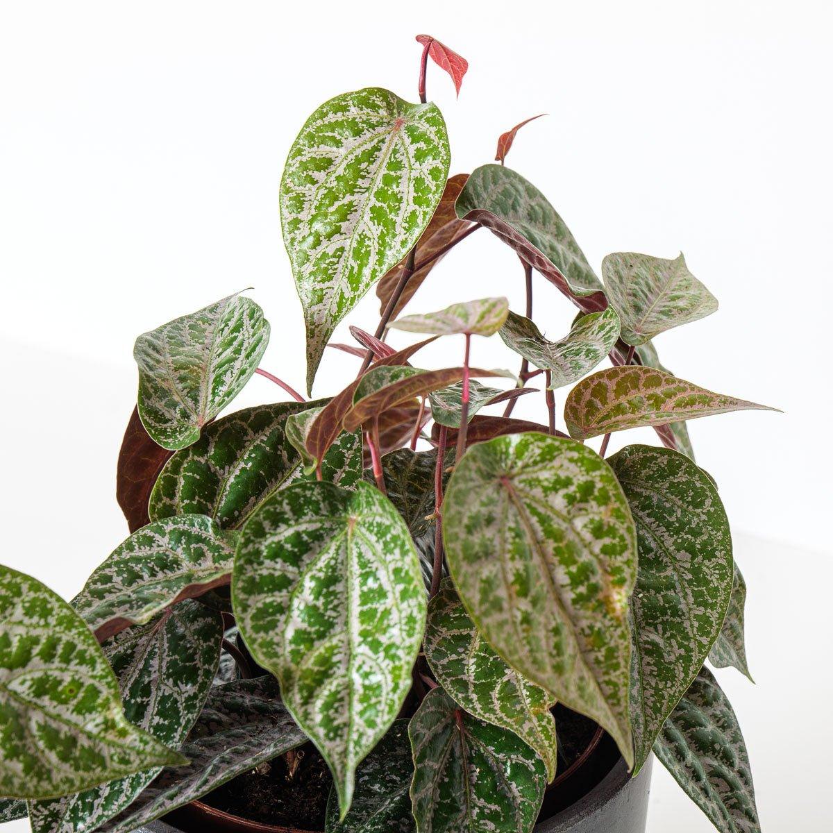 Piper Crocatum - Image 2