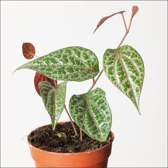 Piper Crocatum - Image 3