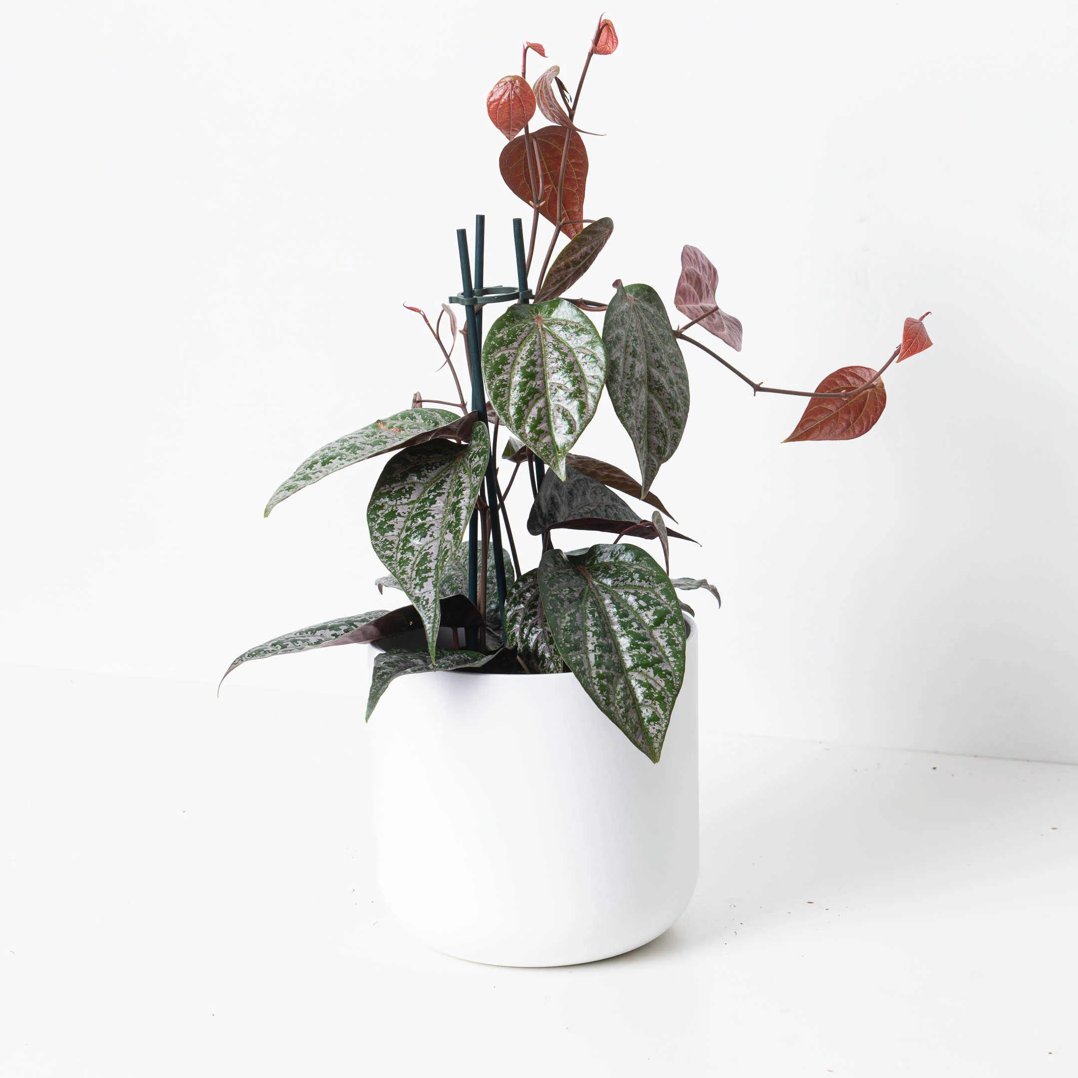 Piper Crocatum - Image 4