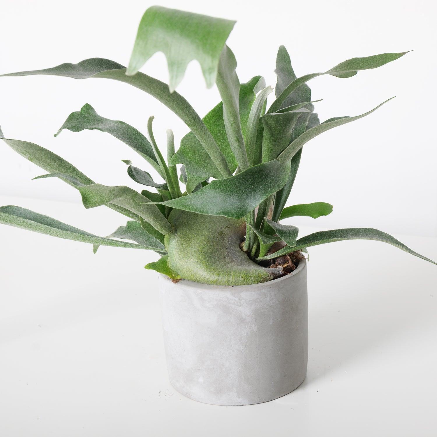 Platycerium Bifurcatum - Image 3