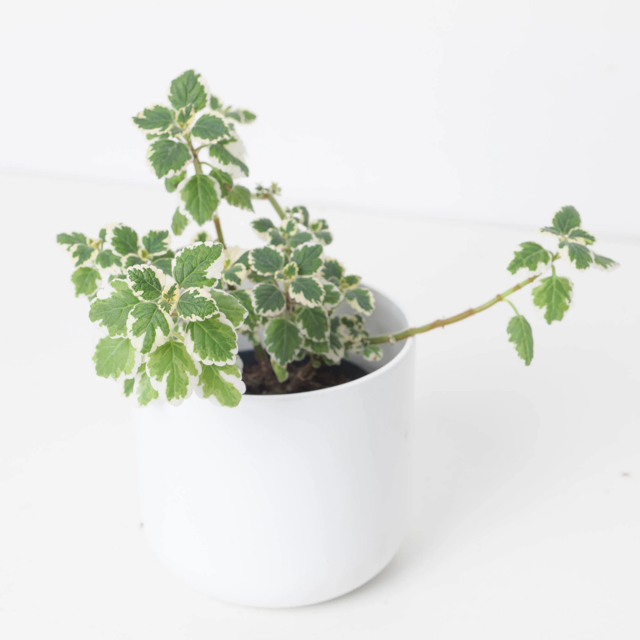 Plectranthus coleoides Variegated