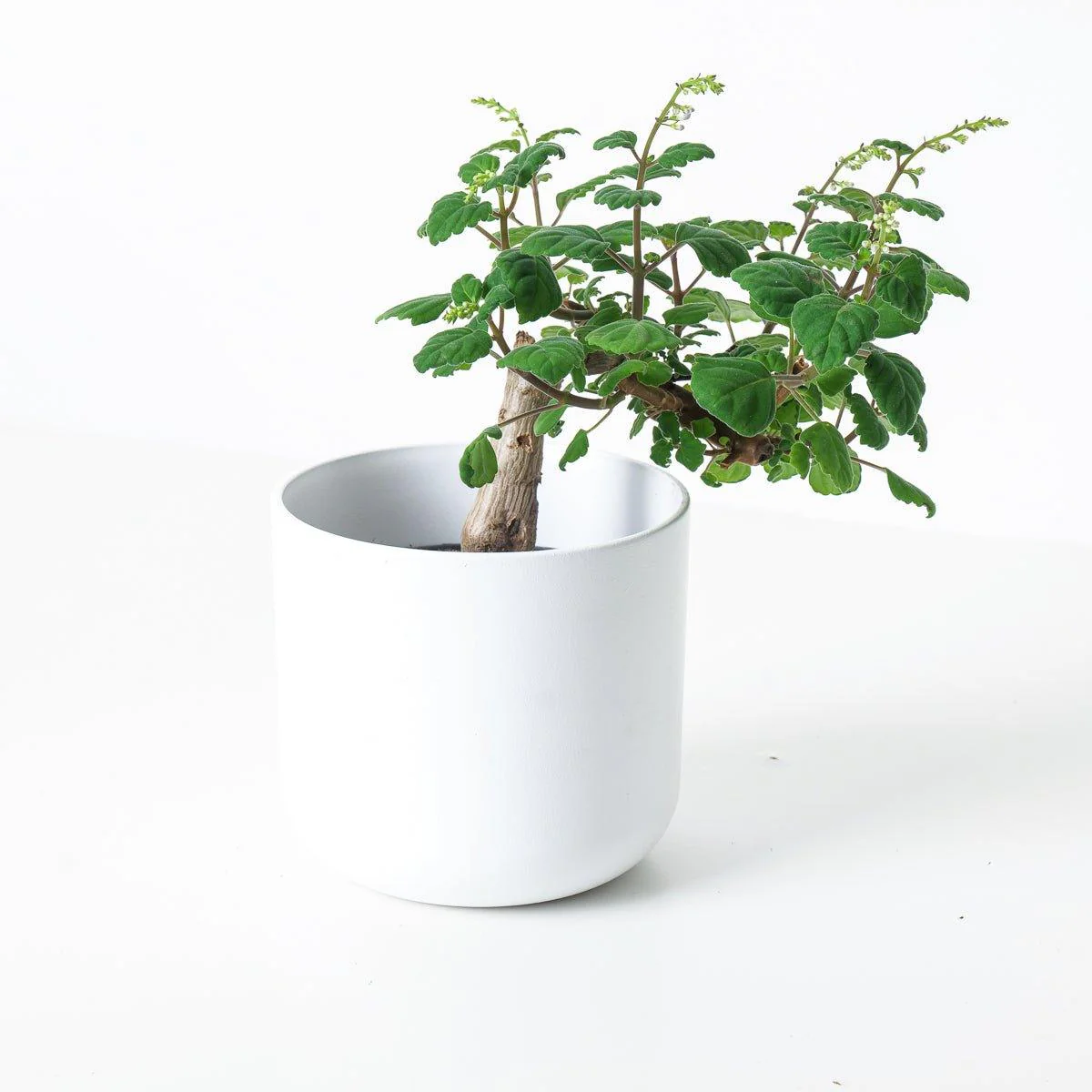 Plectranthus ernestii 'Sumo'