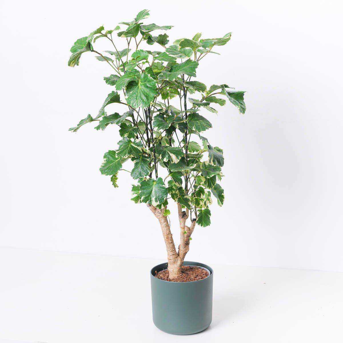 Polyscias balfouriana