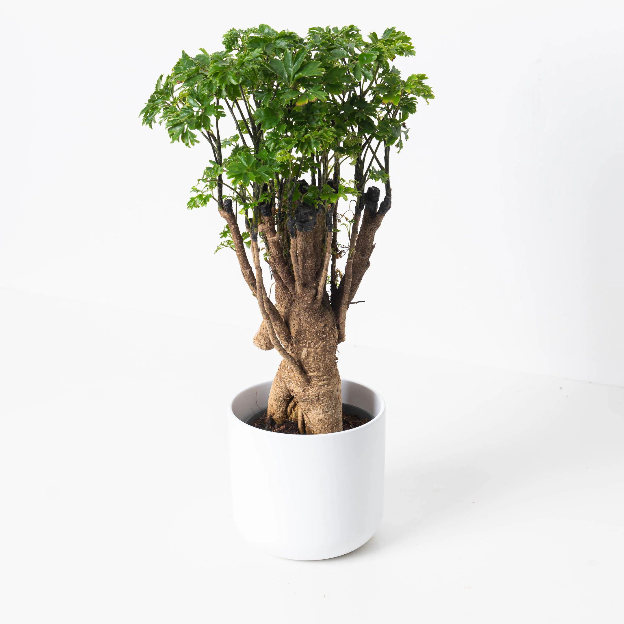 Polyscias parsley
