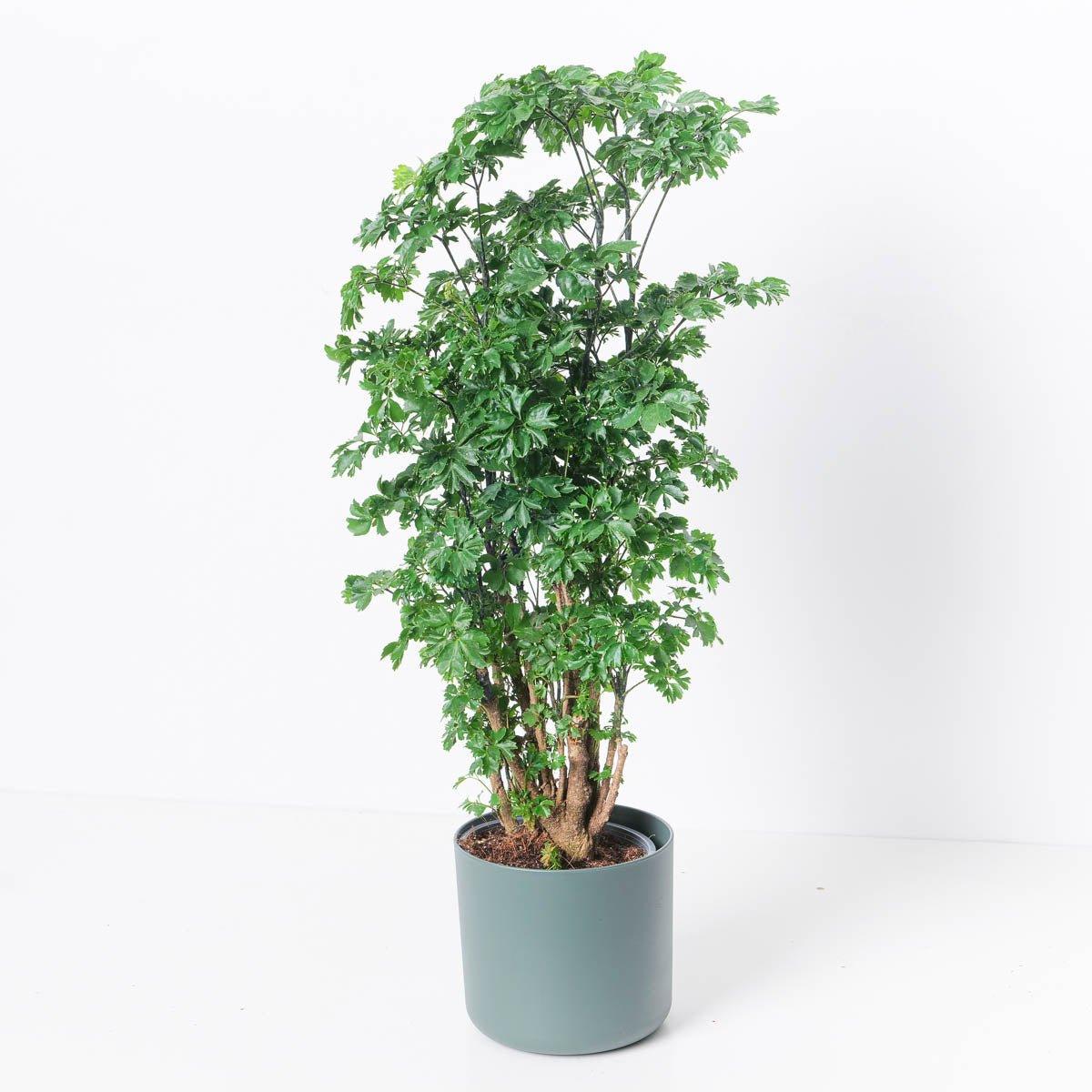 Polyscias Roble