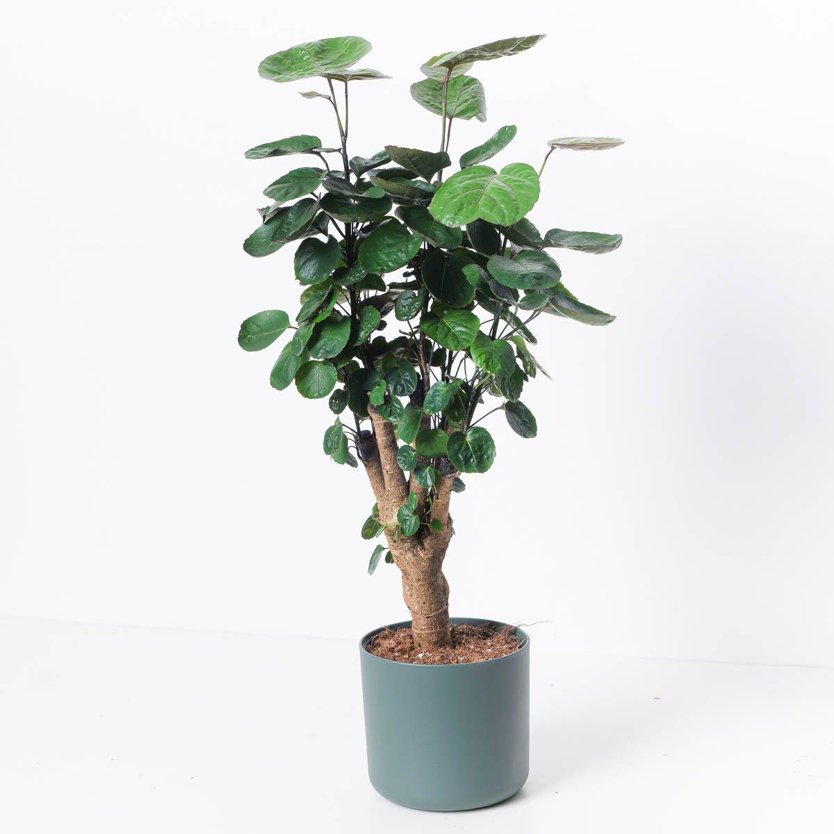 Polyscias scutellaria 'Fabian'