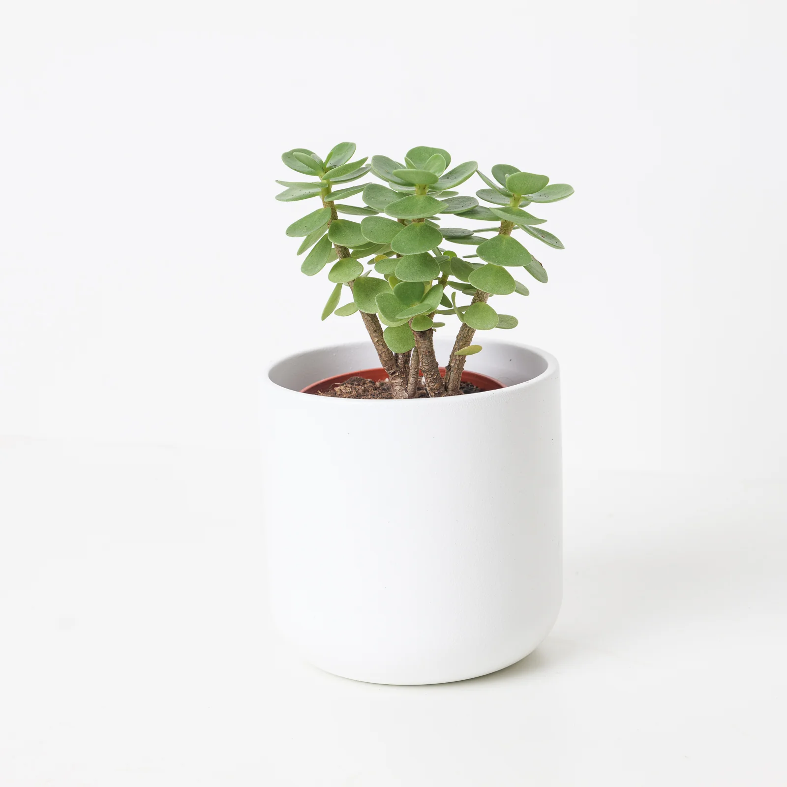 Portulacaria molokiniensis 'Ihi'