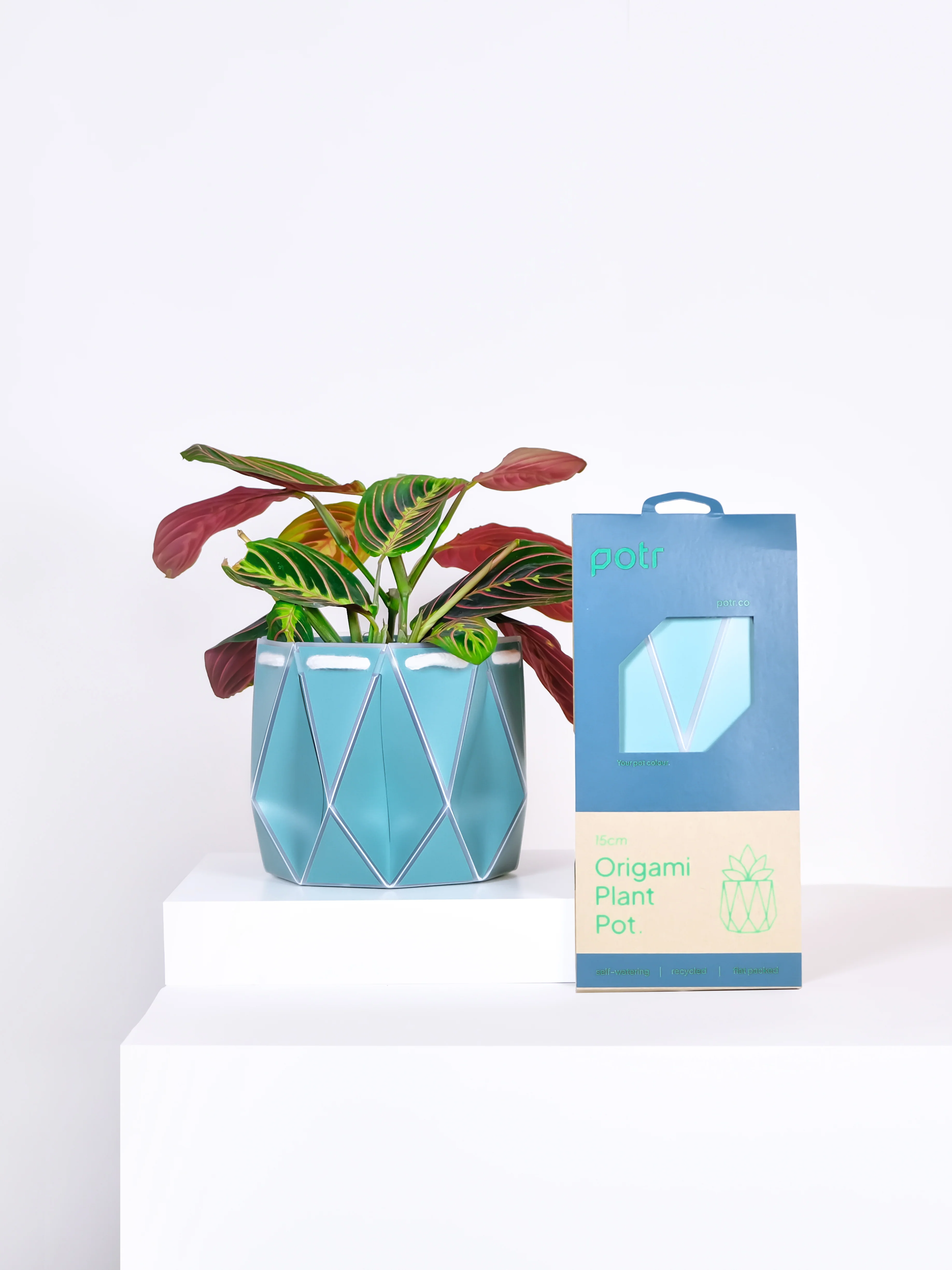 POTR Aqua Self-Watering Pot - Image 4
