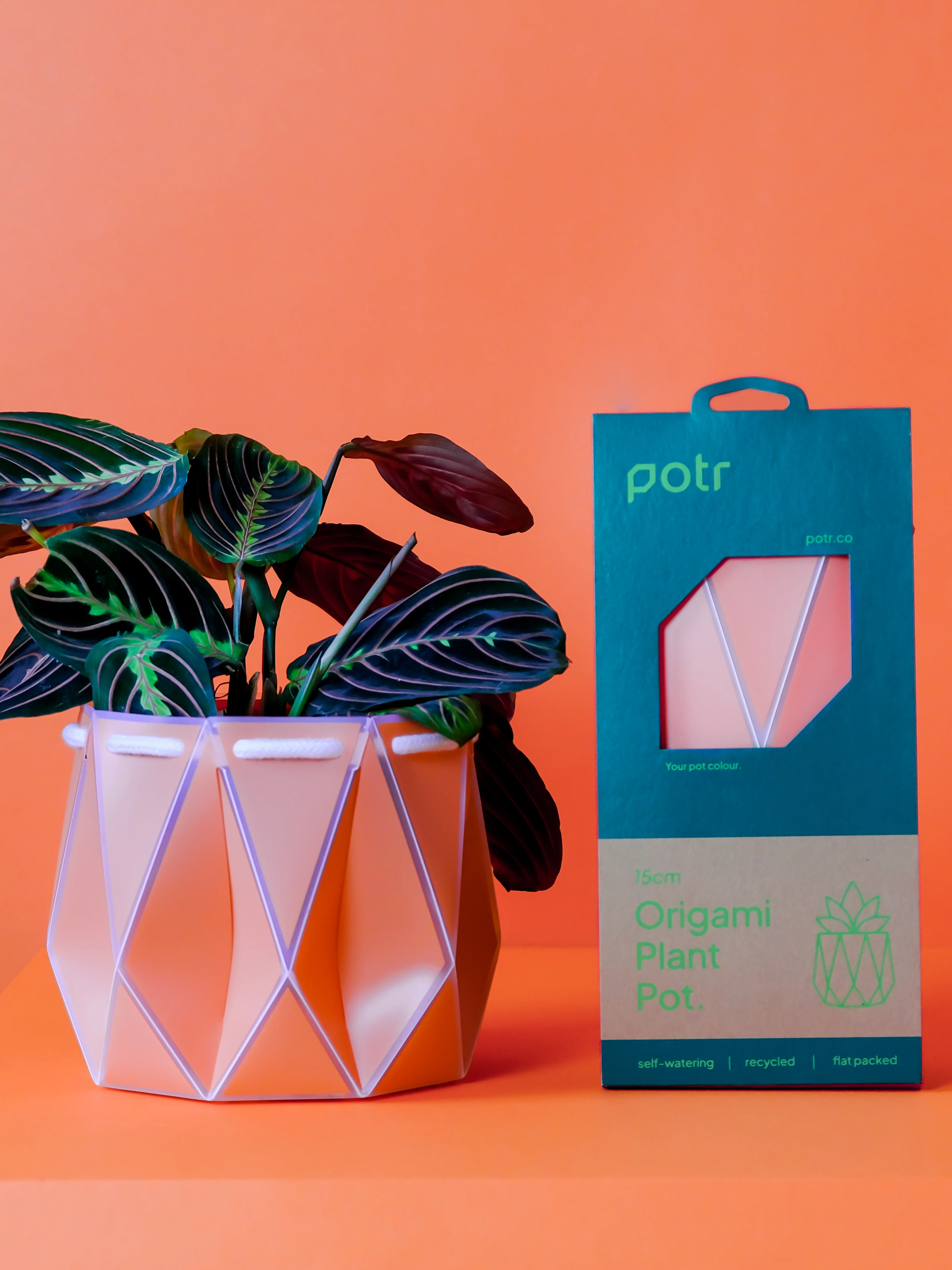 POTR Coral Self-Watering Pot - Image 3