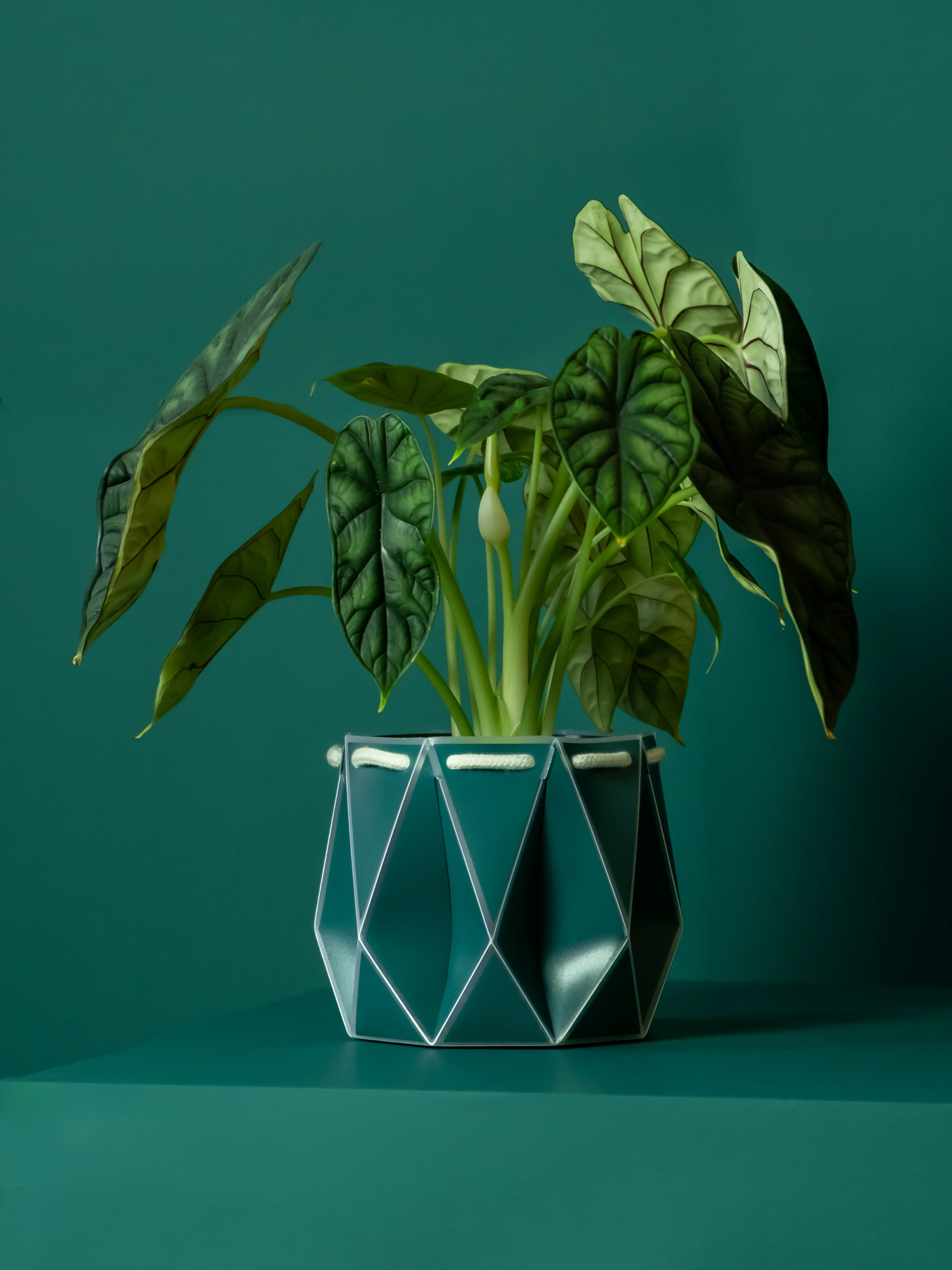 POTR Dark Teal Self-Watering Pot - Image 2