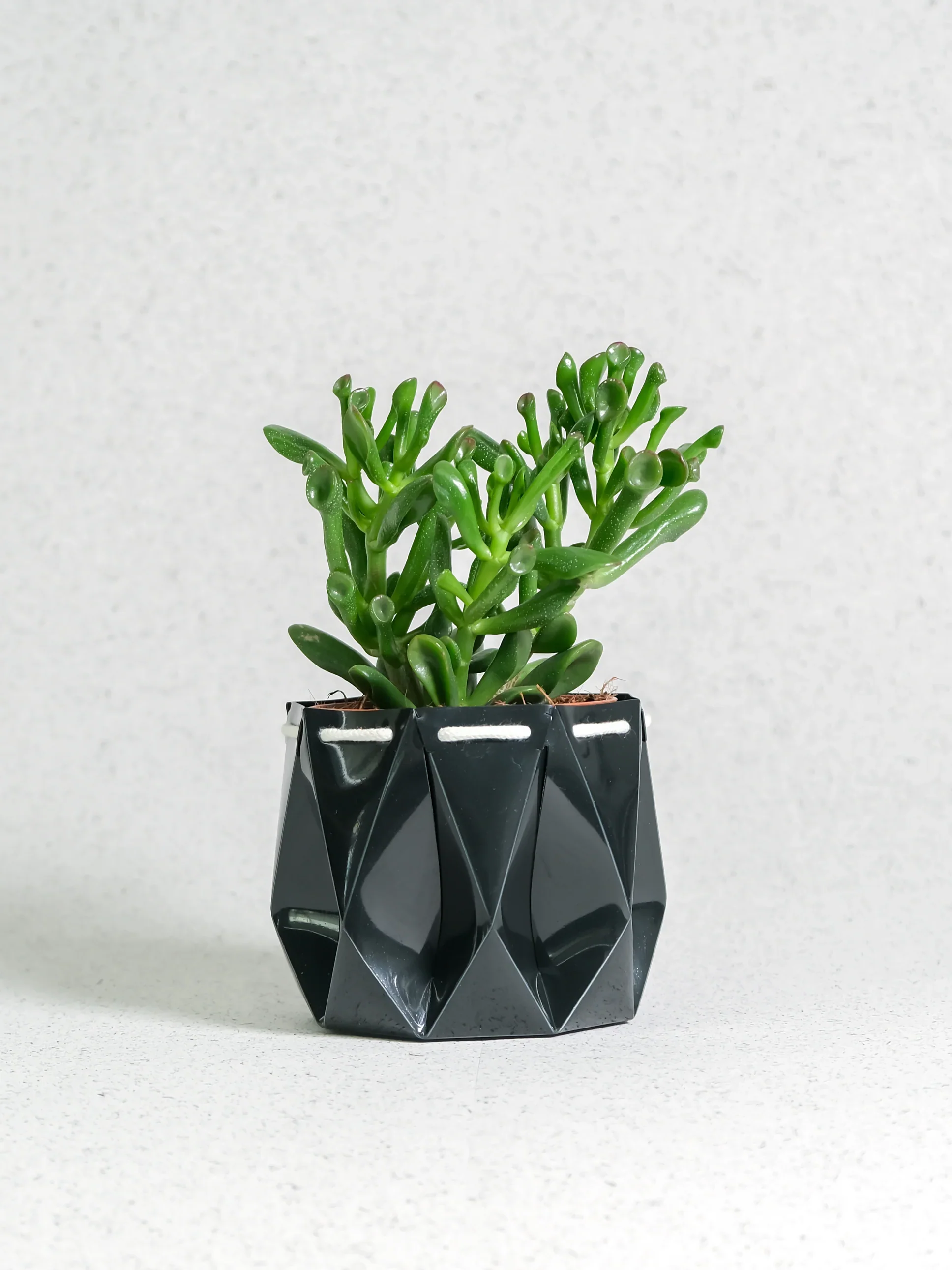 POTR Ocean Pot Midnight Green