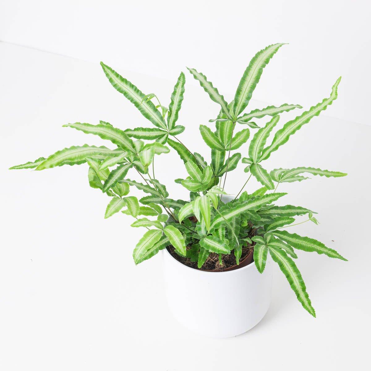 Pteris Cretica Albolineata
